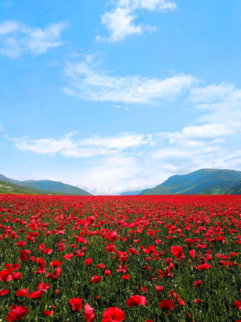 1000x1333 Flower Fields Picture. Download Free Image