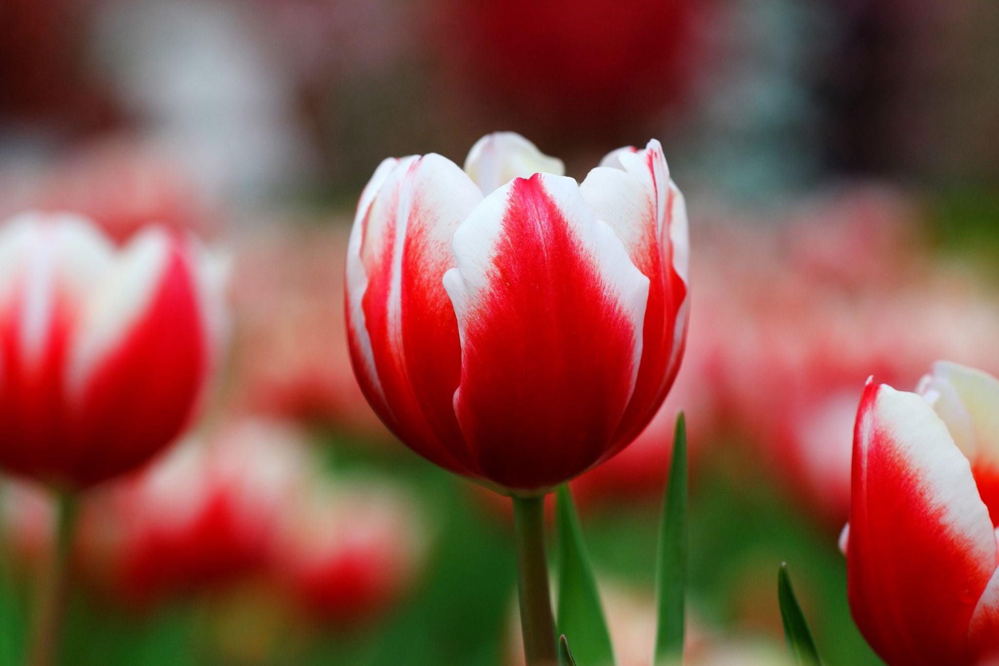 2048x1365 Tulips Wallpaper HD