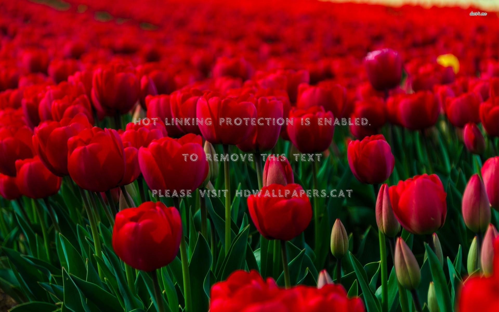 Red Tulips Wallpapers Top Free Red Tulips Backgrounds WallpaperAccess