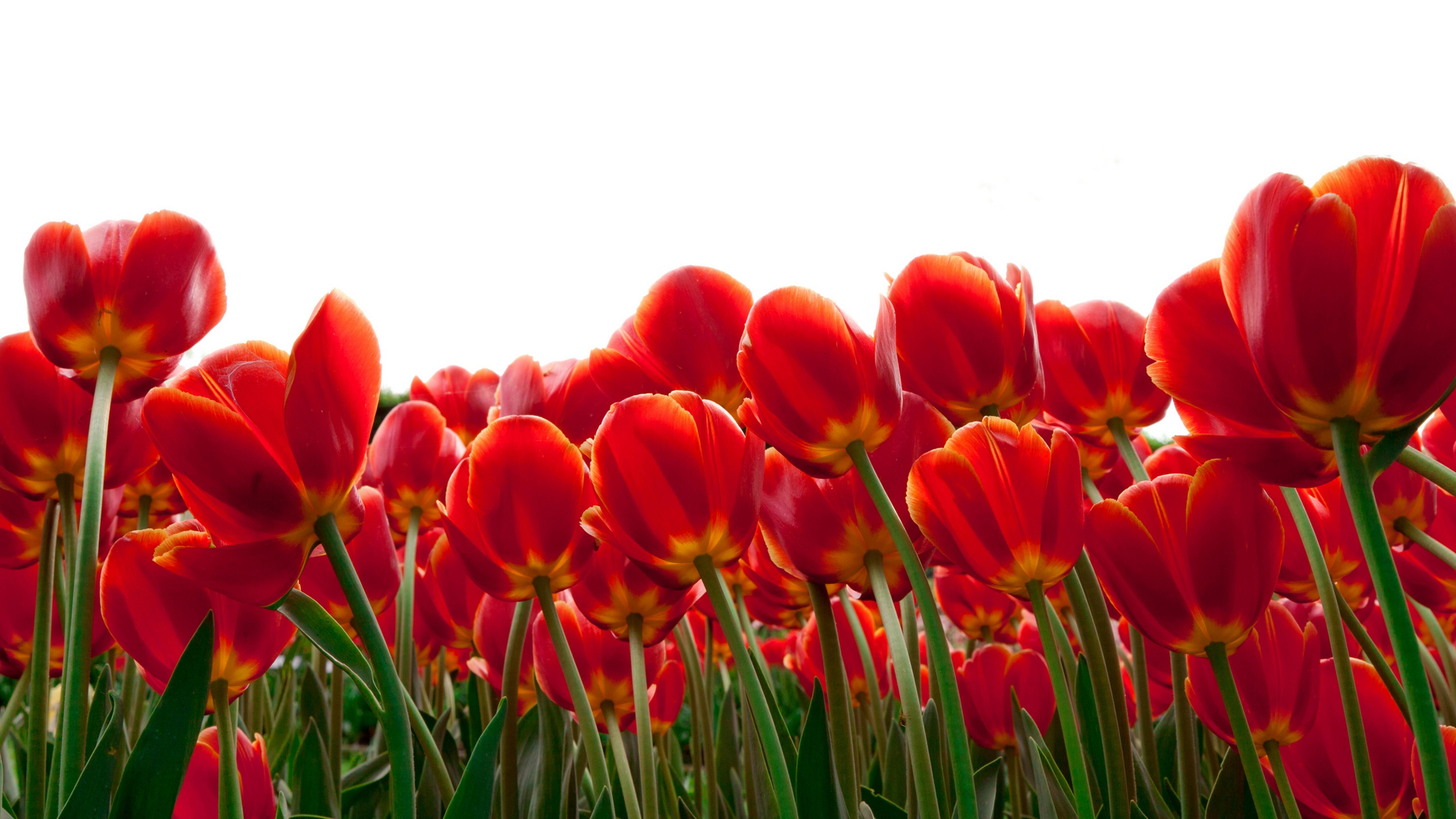 5120x2880 Flowers Red Tulips 4k Wallpaper