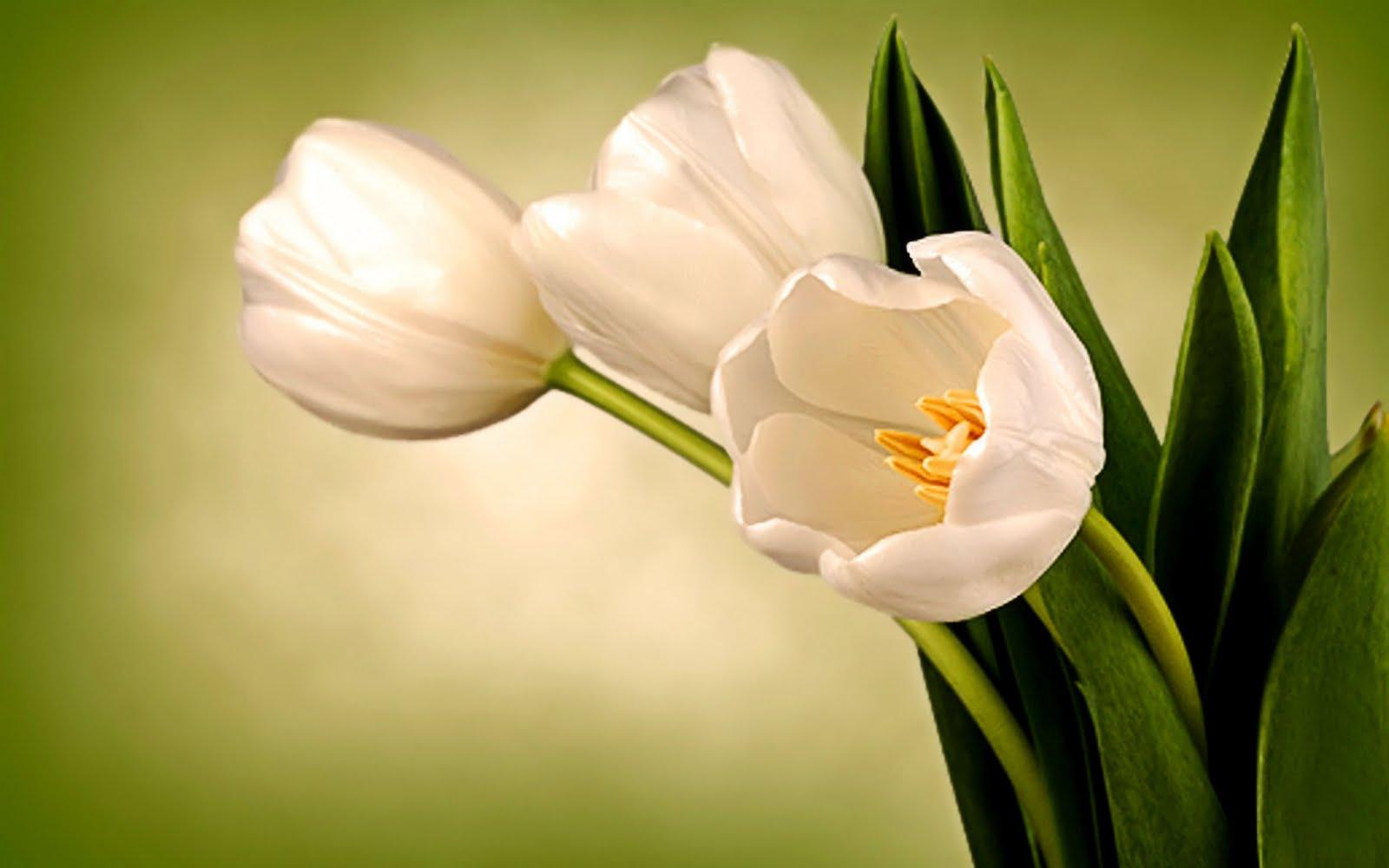 White Tulips Desktop Wallpapers Top Free White Tulips Desktop Backgrounds Wallpaperaccess