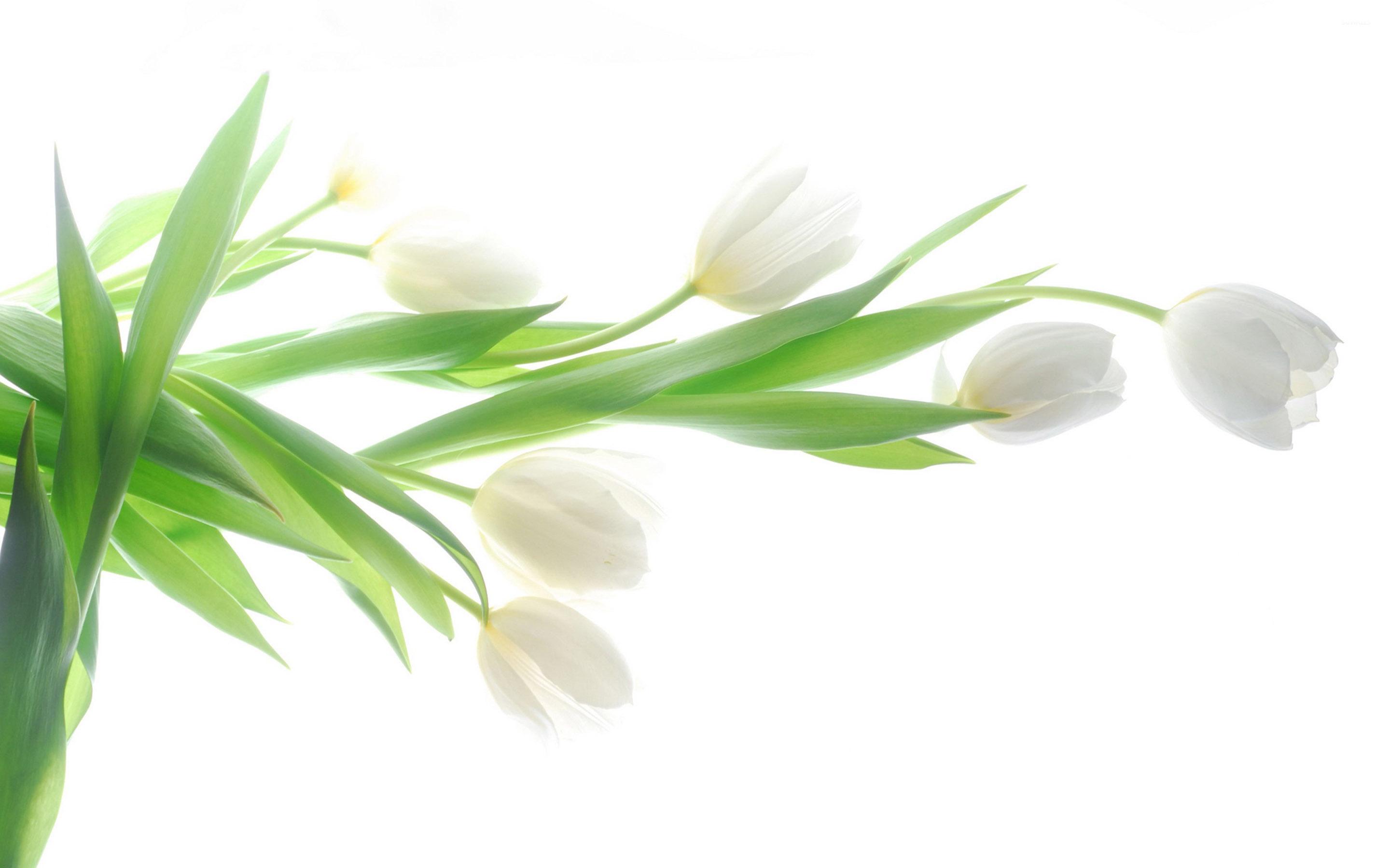 2880x1800 White tulips [4] wallpaper wallpaper