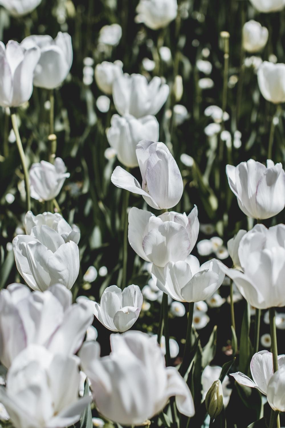 1000x1500 White Tulip Picture. Download Free Image