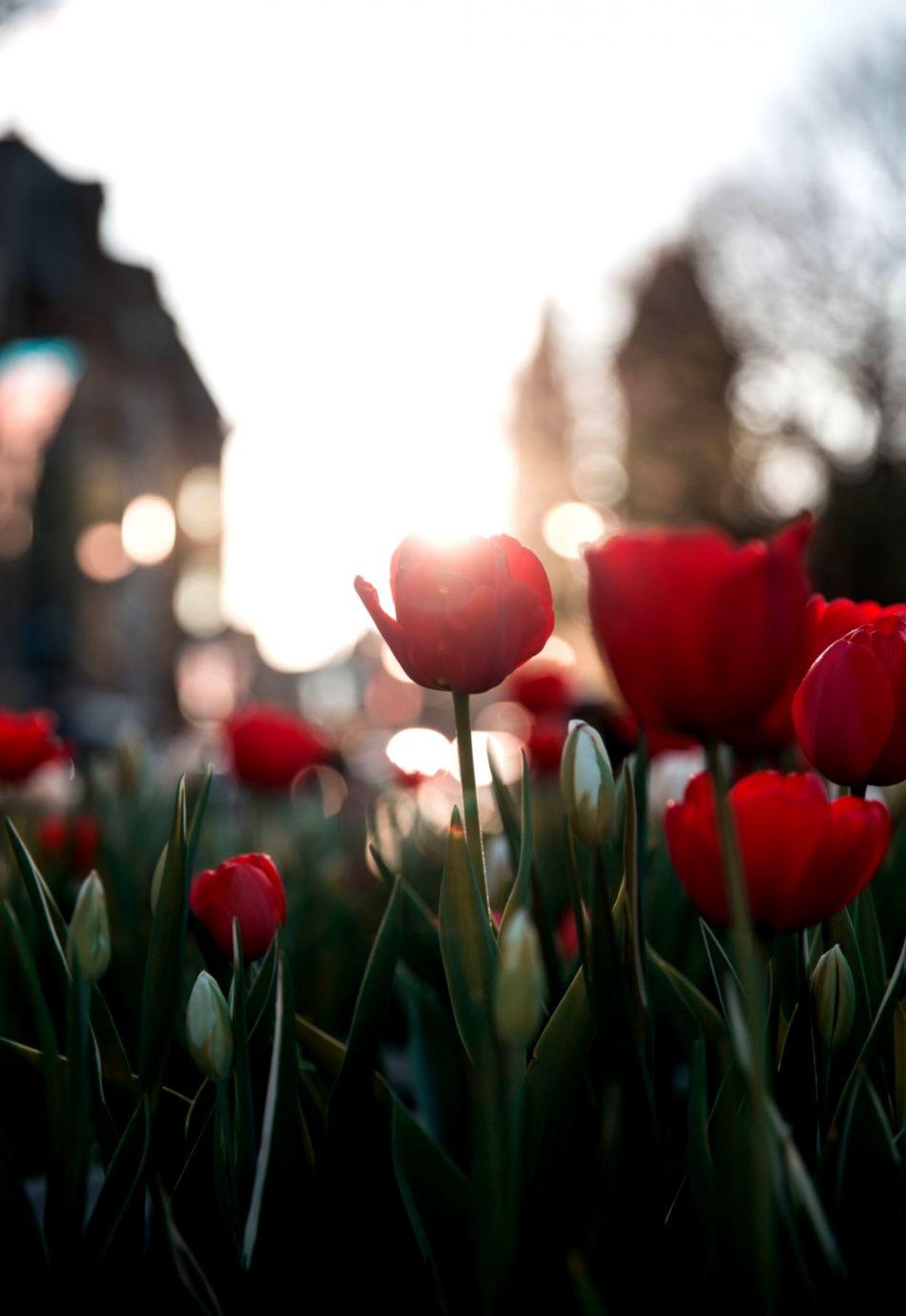 950x1380 Flowers Red Tulips HD Wallpaper