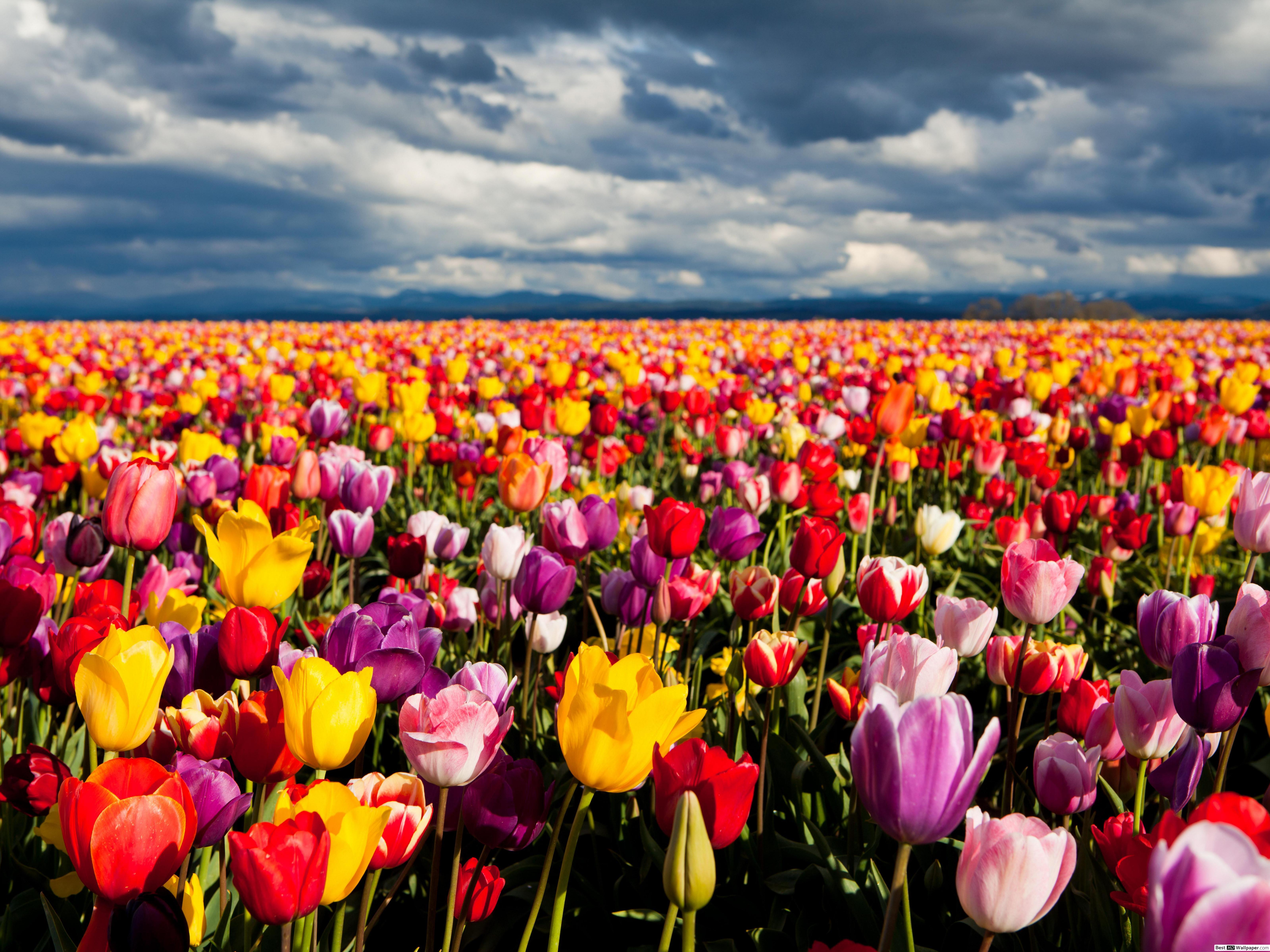 6400x4800 Colorful Tulip Field HD wallpaper download