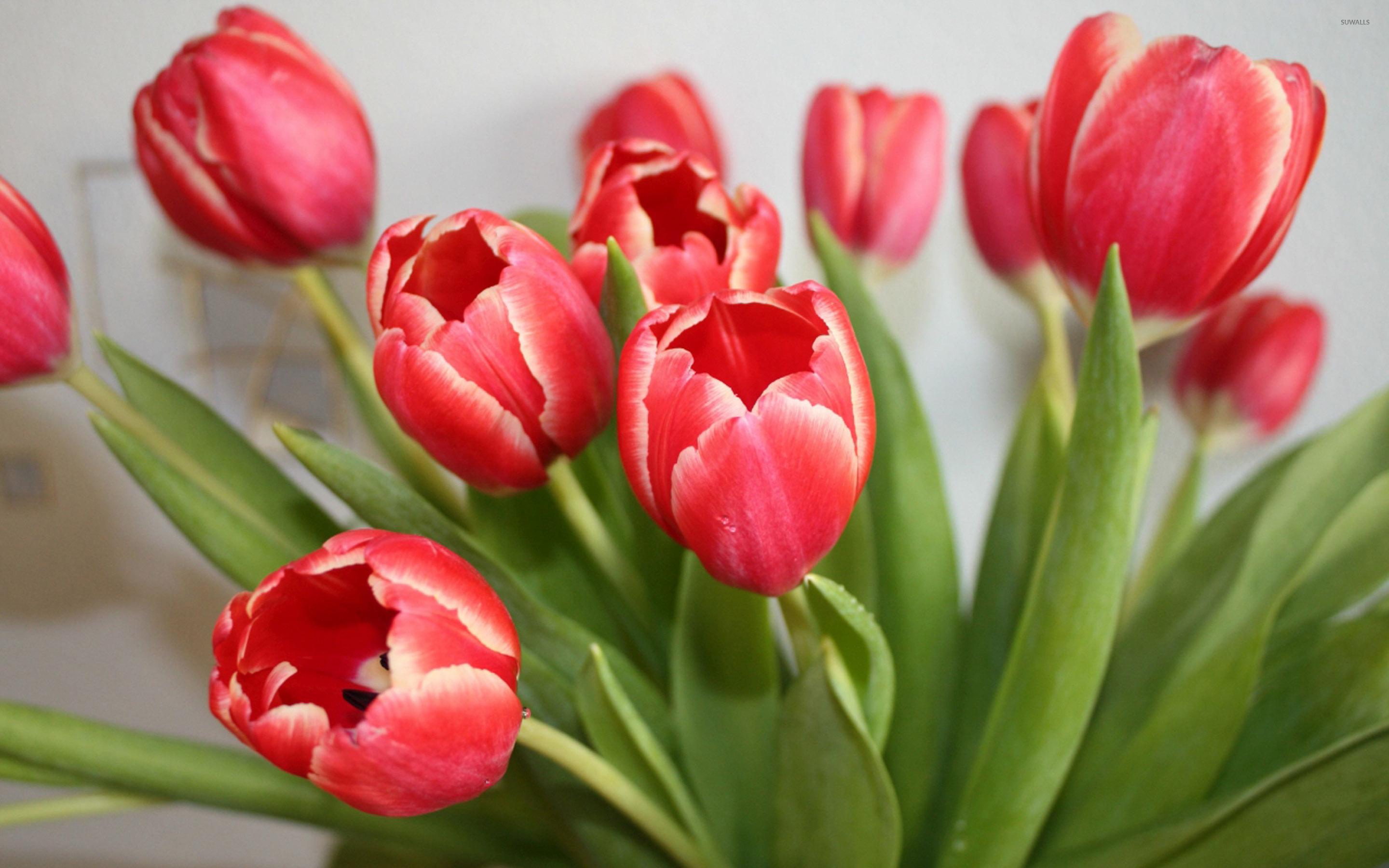 2880x1800 Red tulips [3] wallpaper wallpaper