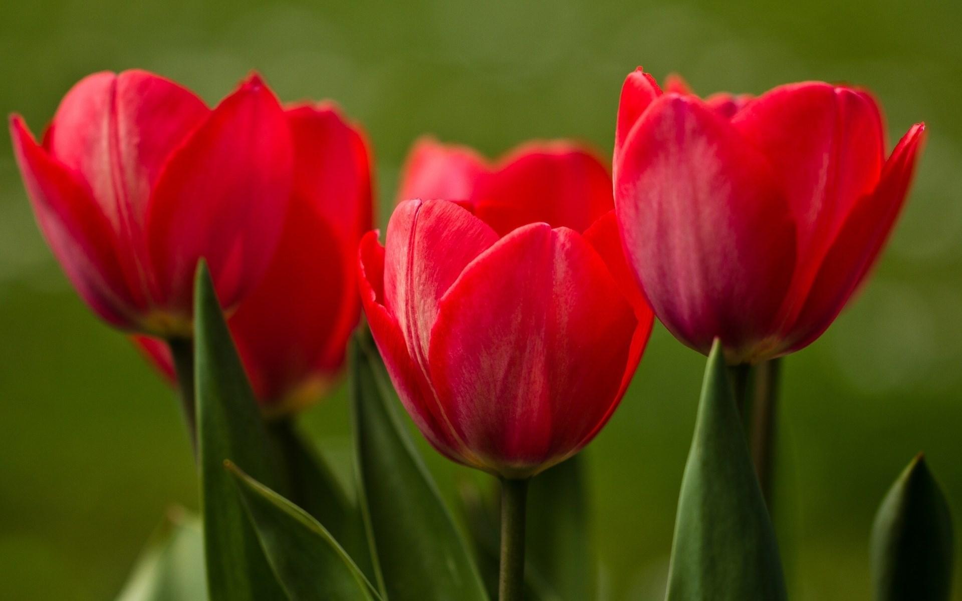 1920x1200 Red Tulips wallpaperx1200