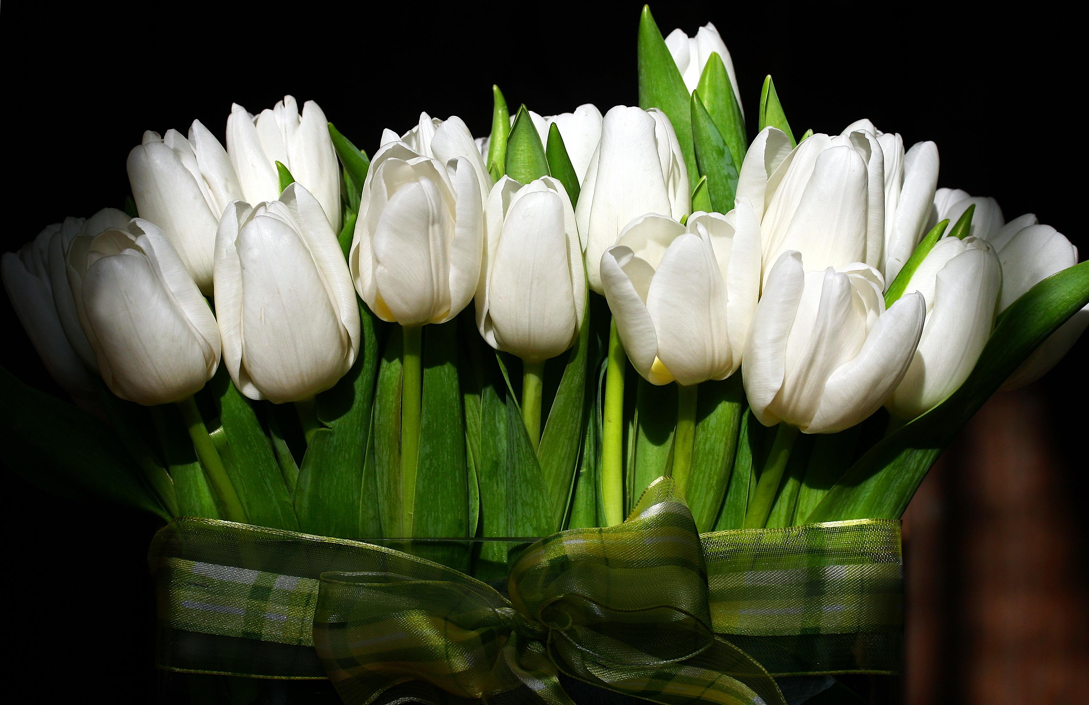 3464x2244 Photos White Tulips Flowers 3464x2244