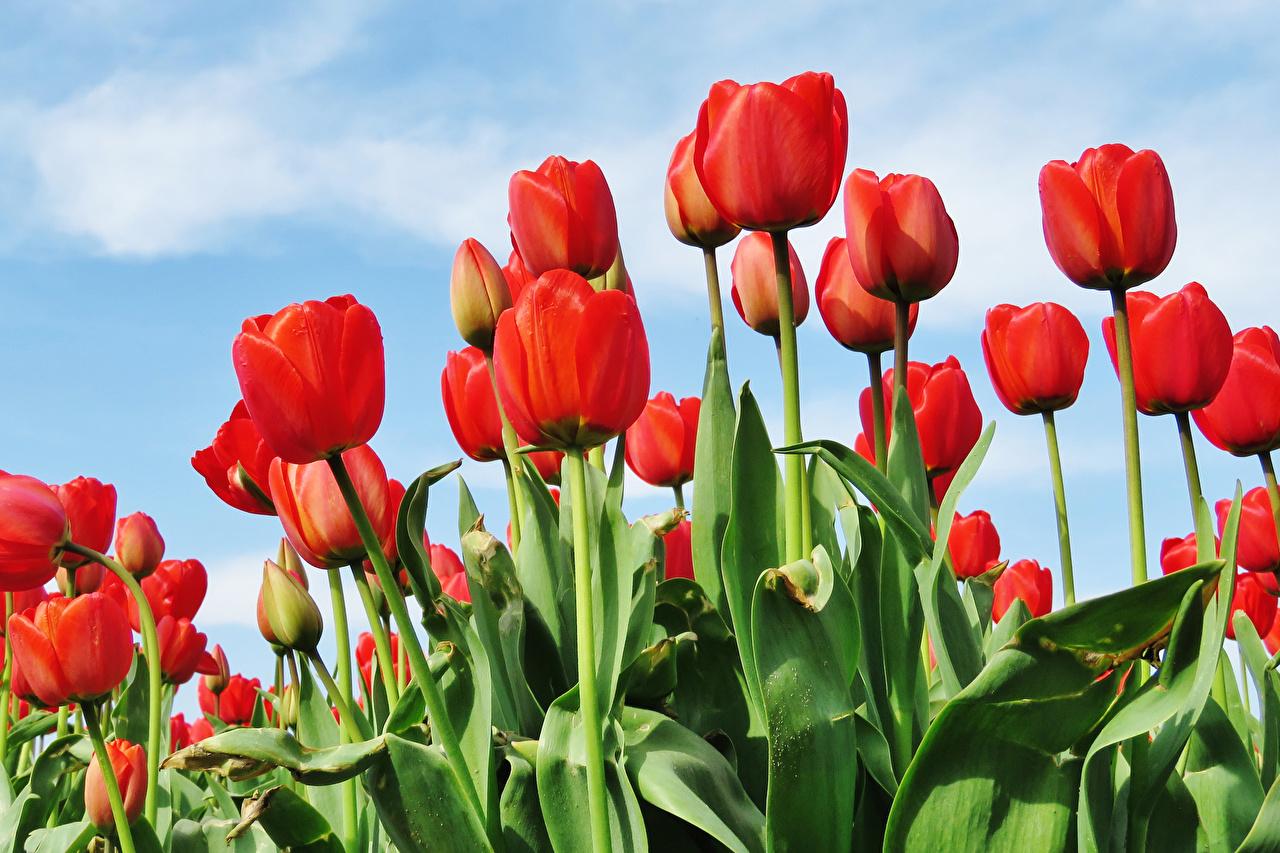 1280x853 Desktop Wallpaper Red Tulips Flowers