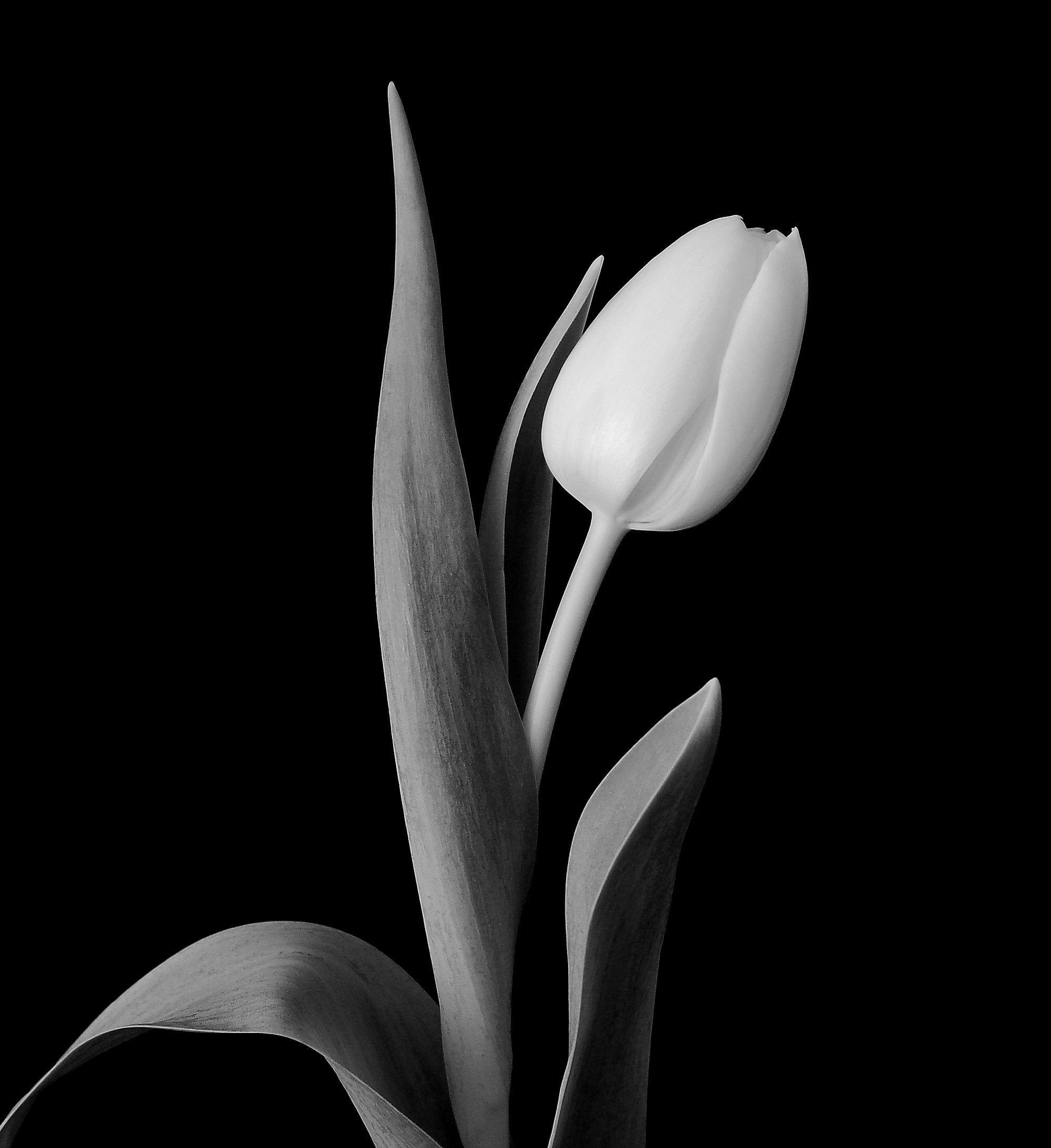 2000x2186 Black Tulip Wallpaper