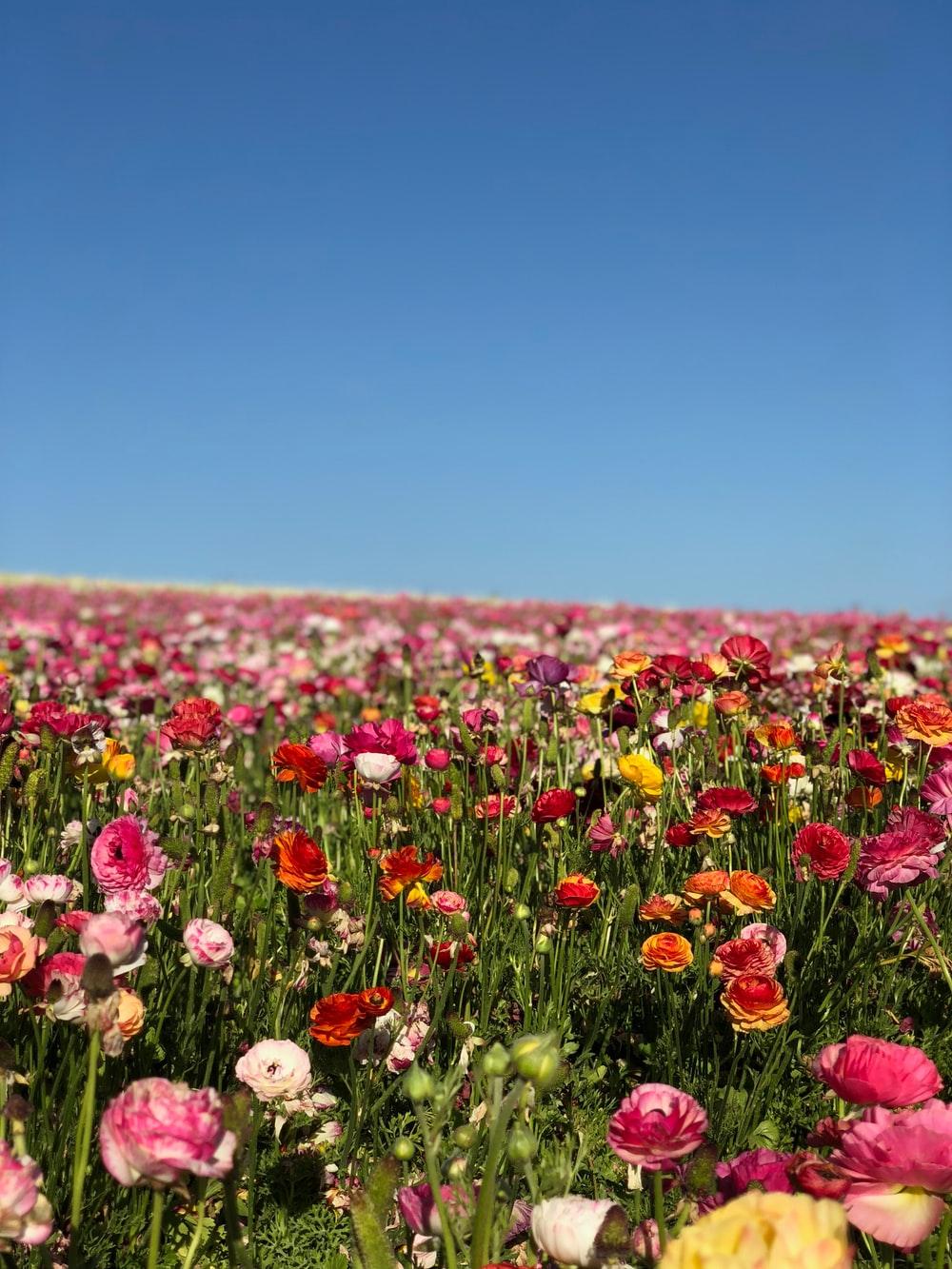 1000x1333 Flower Field Picture [HD]. Download Free Image