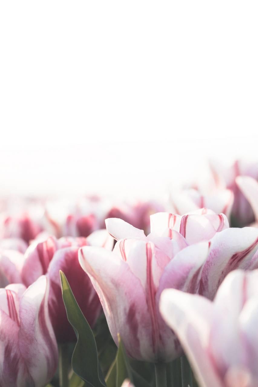 853x1280 White Tulips wallpaper