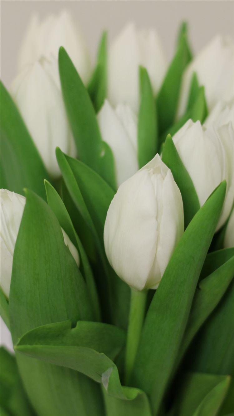 750x1334 Tulips Flowers Bouquet White iPhone 8 Wallpaper Free Download