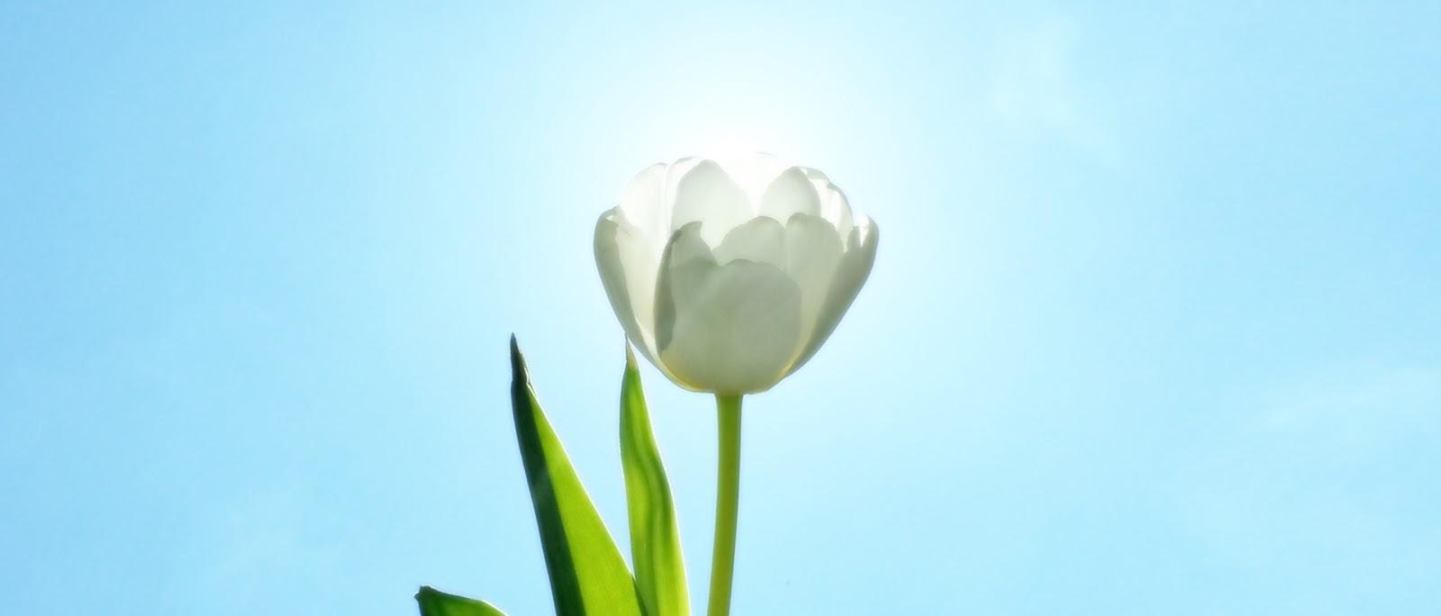 1600x684 Carlos Printe journal: Two tulip wallpaper