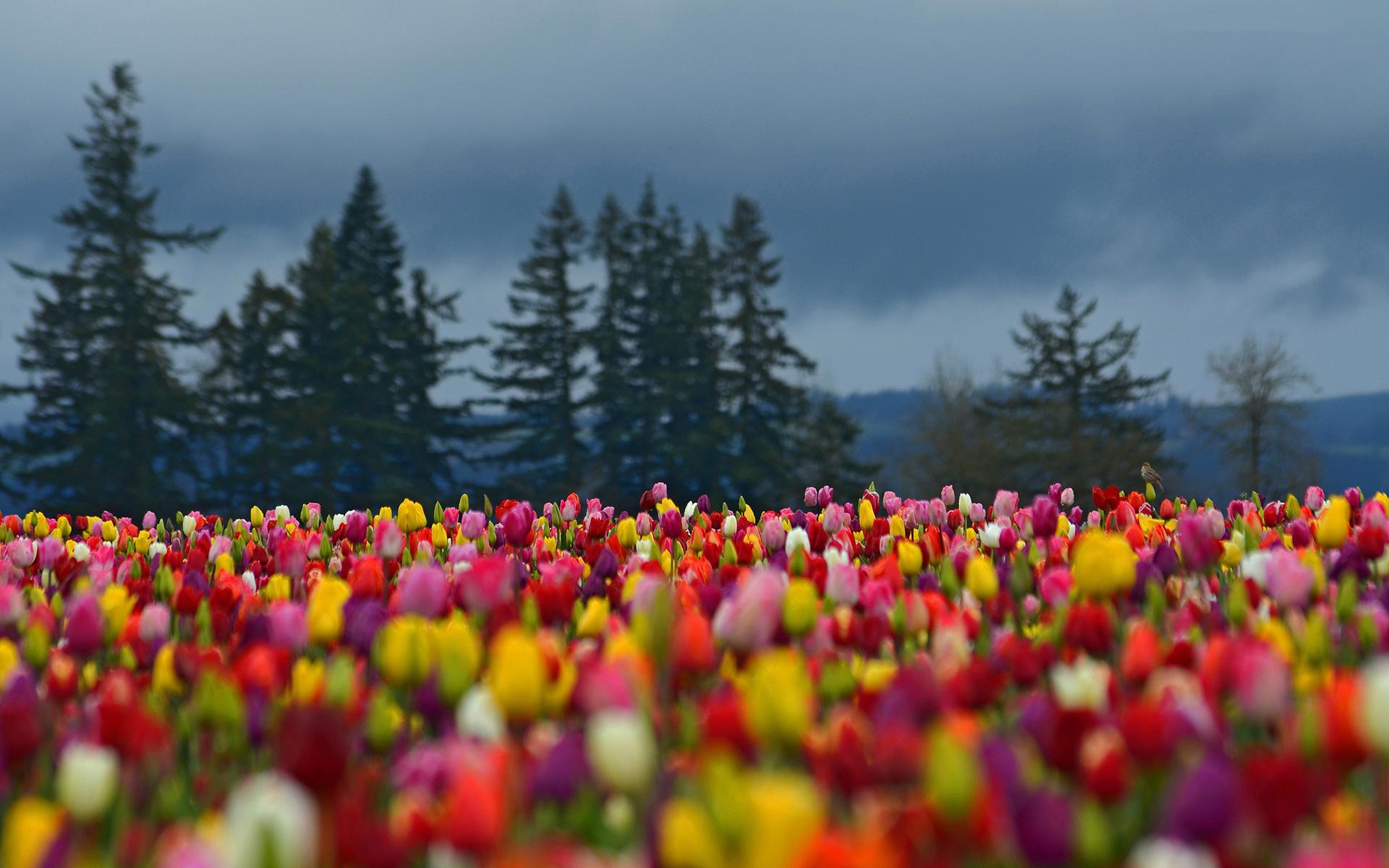 1920x1200 Tulip Field Background Computer Wallpaper, Desktop Background