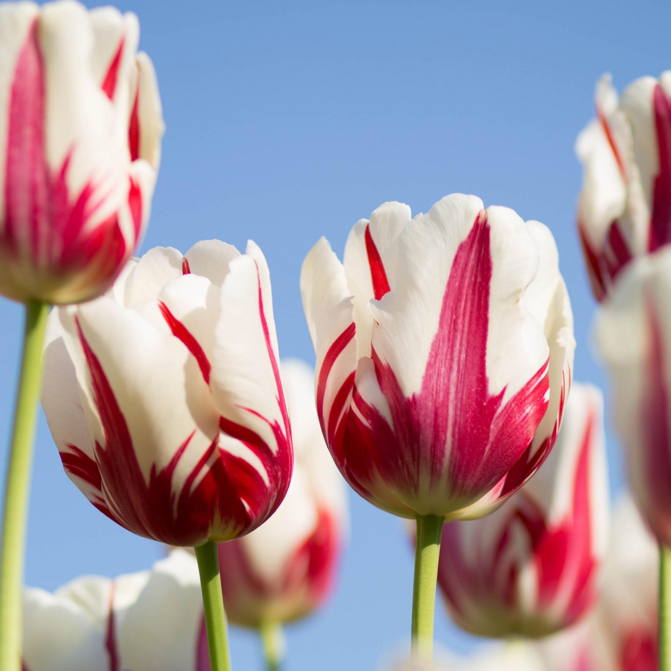 2224x2224 Download wallpaper: Red white tulips 2224x2224