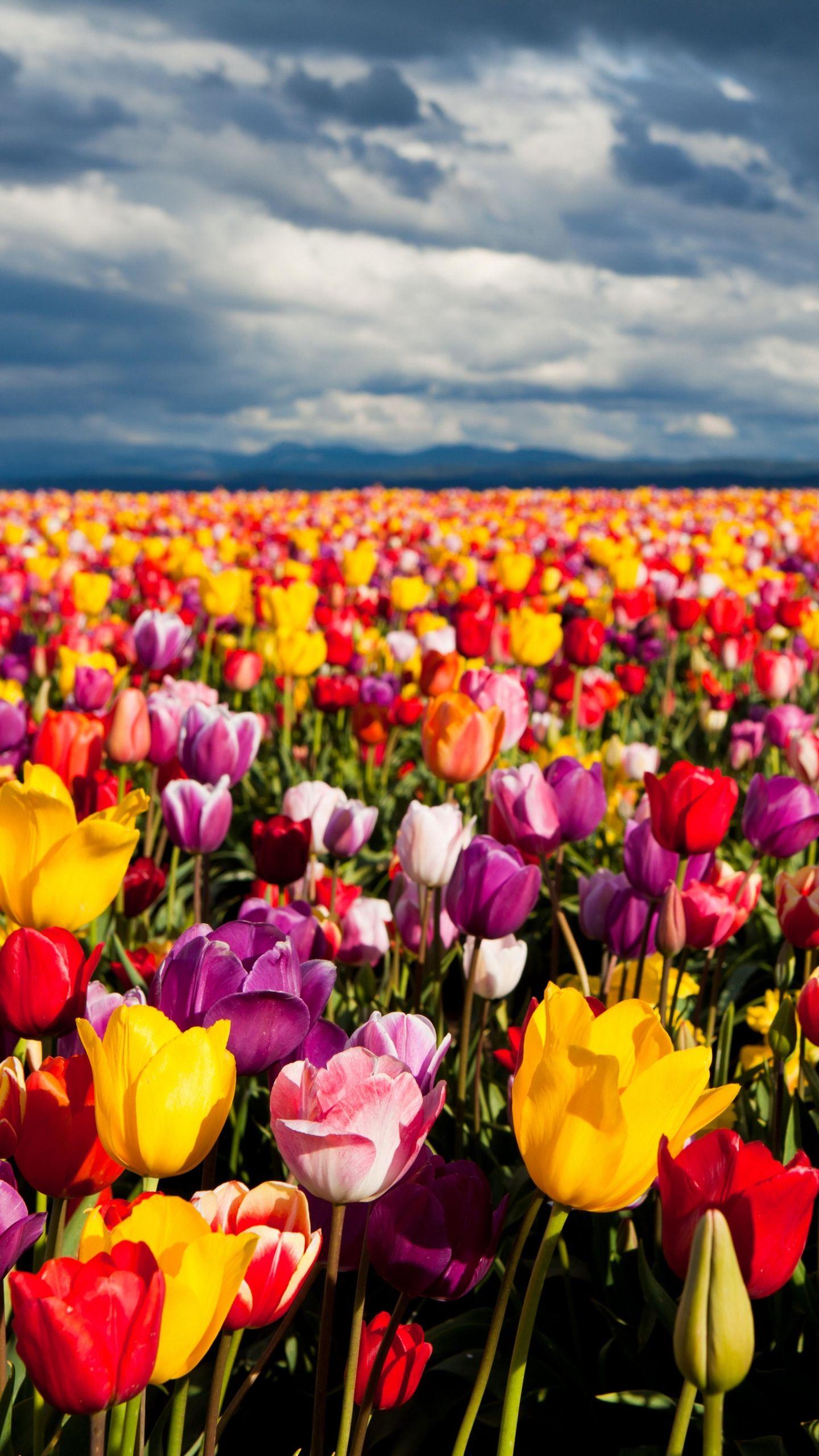 1440x2560 Colorful Tulips Wallpaper