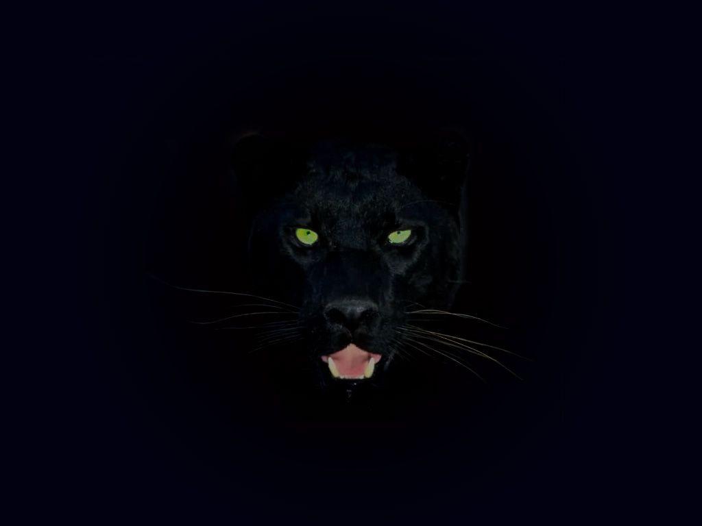 1024x768 Black Animal Wallpaper