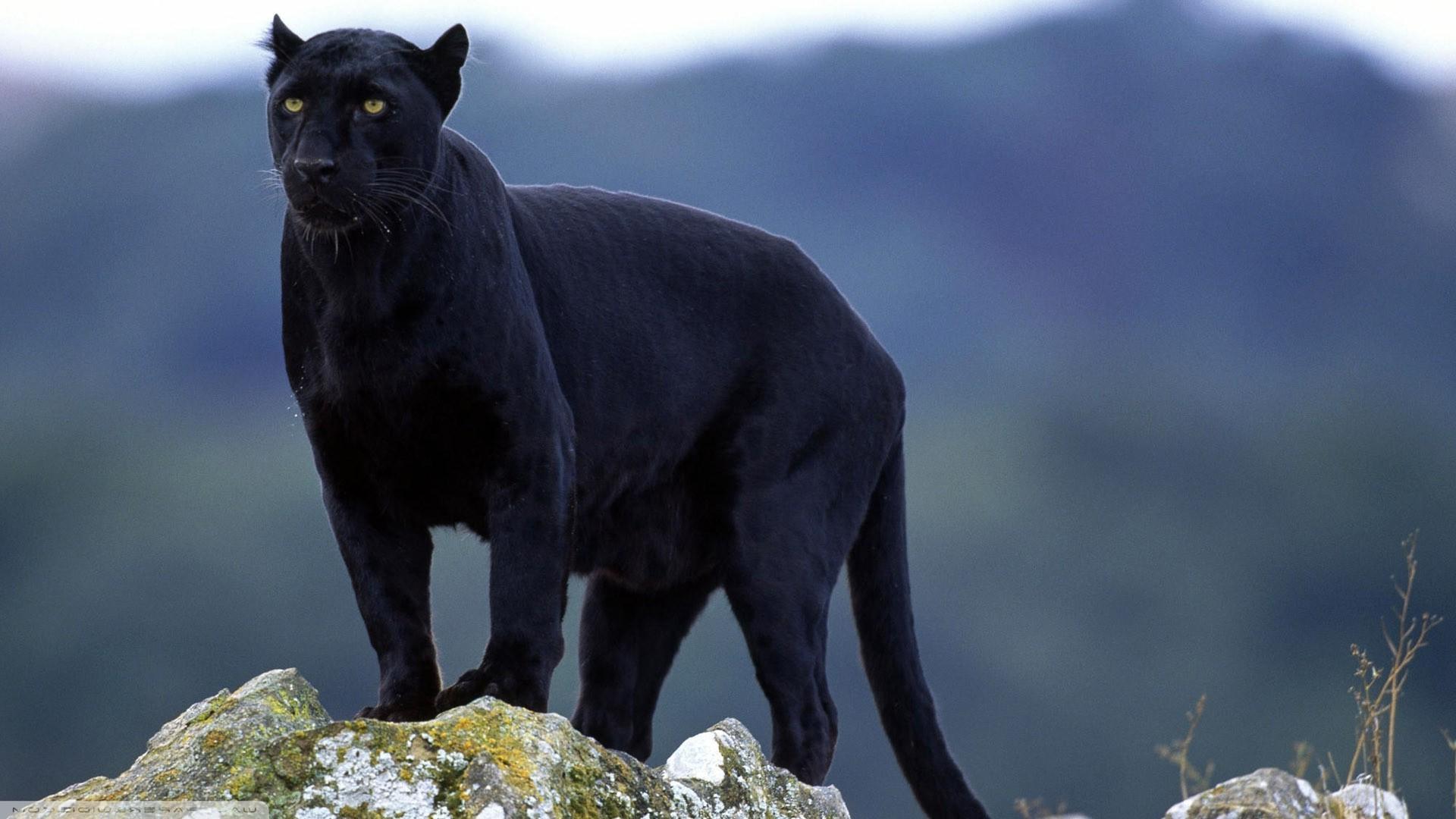 1920x1080 1920x1080 panthers big cats animals black panther nature wallpaper JPG 276 kB