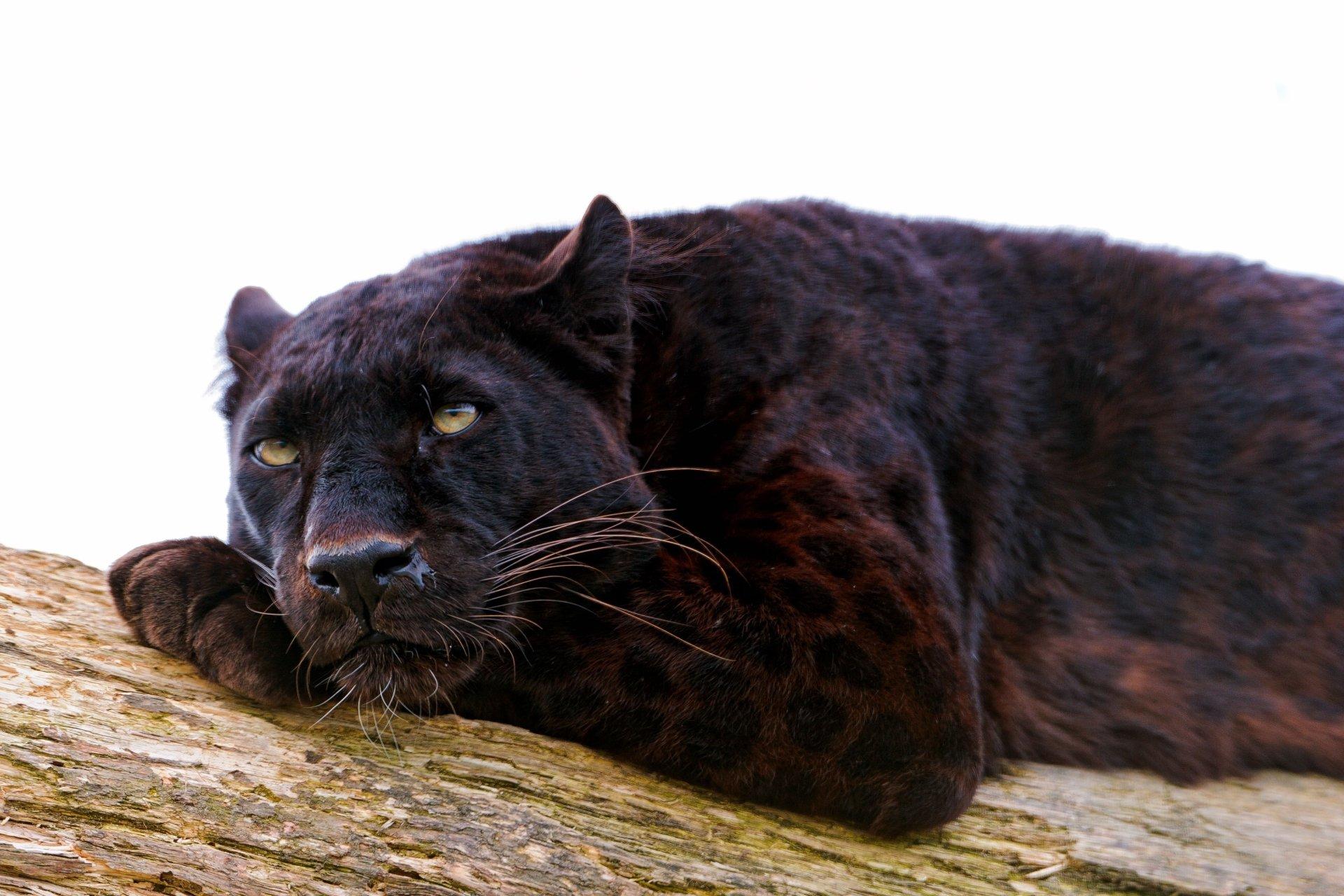 black-panther-cat-wallpapers-top-free-black-panther-cat-backgrounds