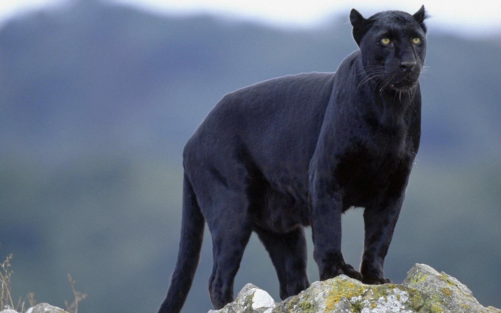 1680x1050 Free download Black Panther Animal Wallpaper Top Black Panther Animal [1920x1080] for your Desktop, Mobile & Tablet. Explore Free Wallpaper Animals. Cute Animal Wallpaper for Desktop, Animal Wallpaper for