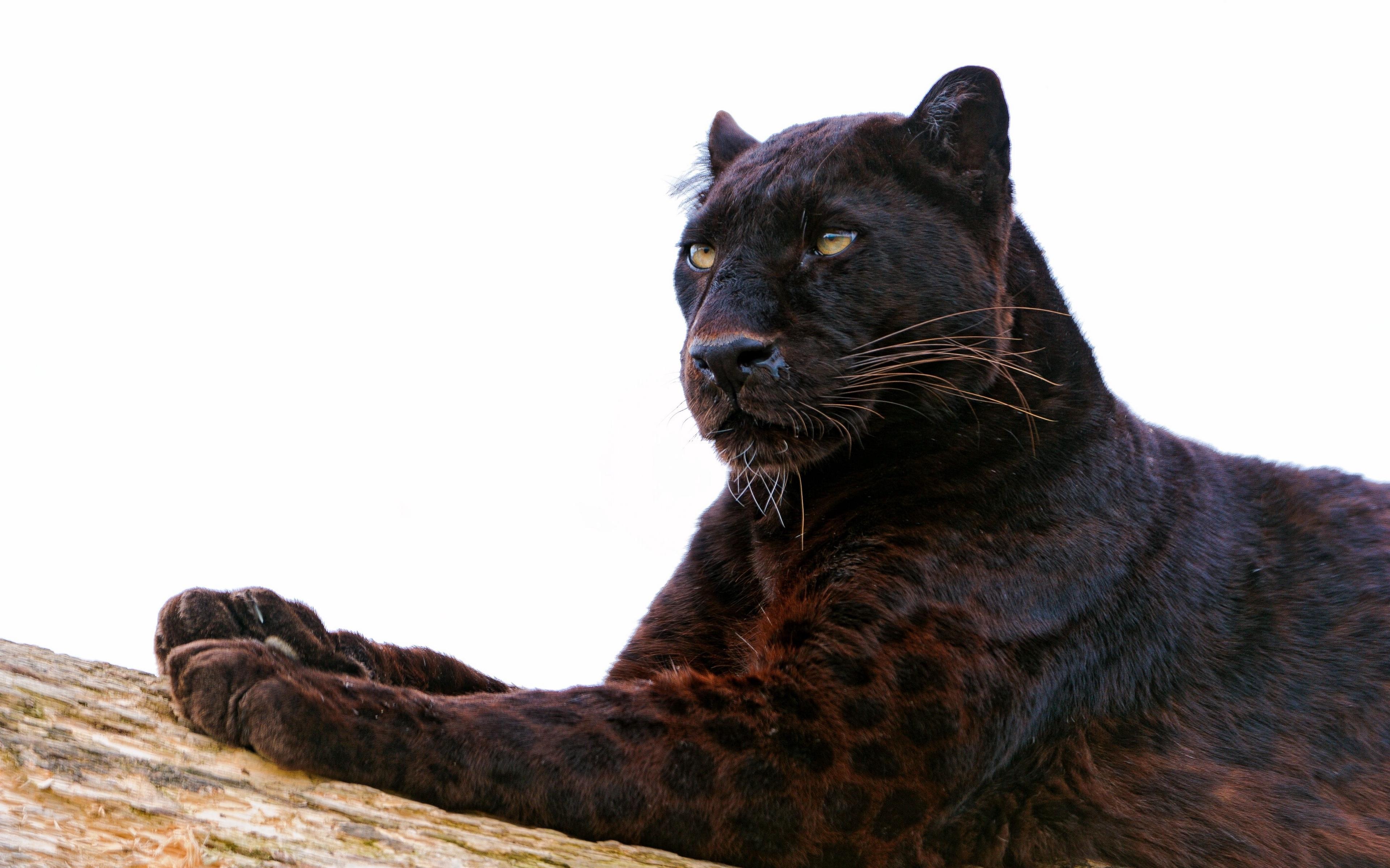 3840x2400 Wallpaper Panther, Paw, Lie Down, Predator, Big Cat Black Panther Animal
