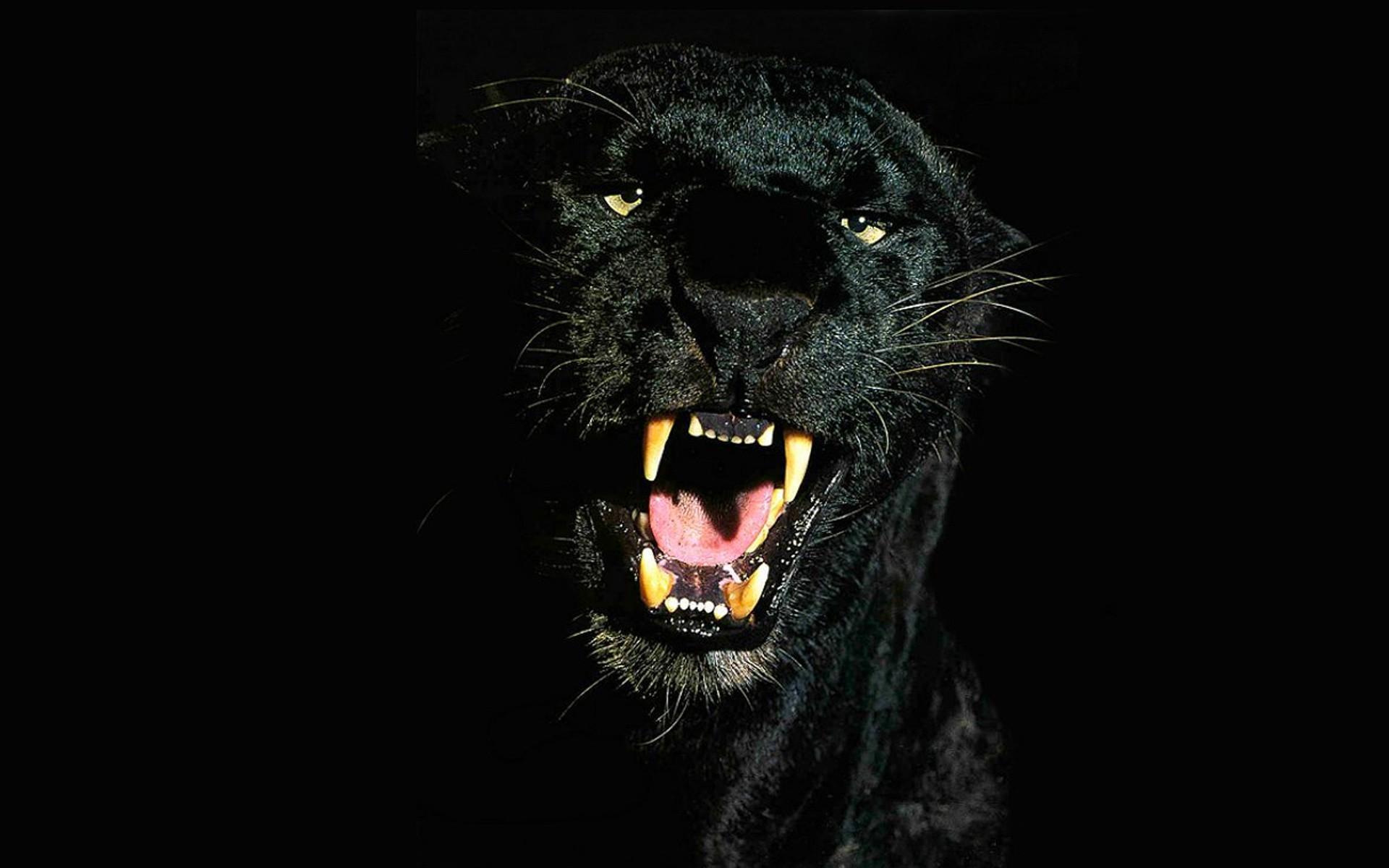 1920x1200 Panther Wallpaper and HD Background free download on PicGaGa