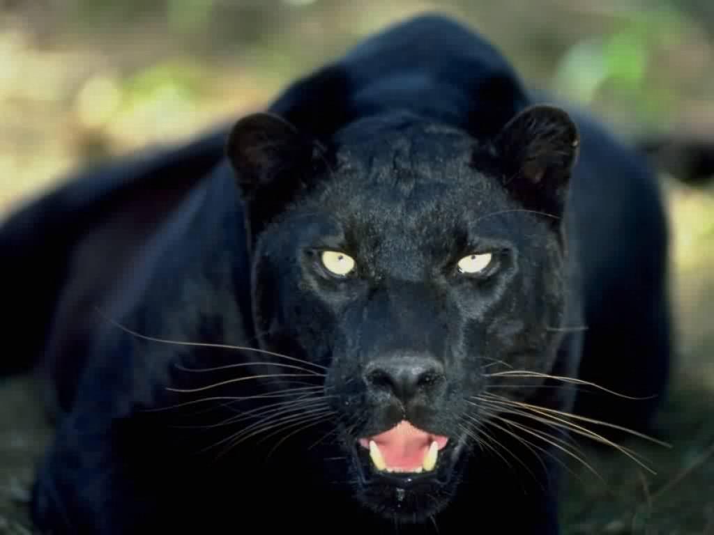 1024x768 Black panther cat wallpaperx768