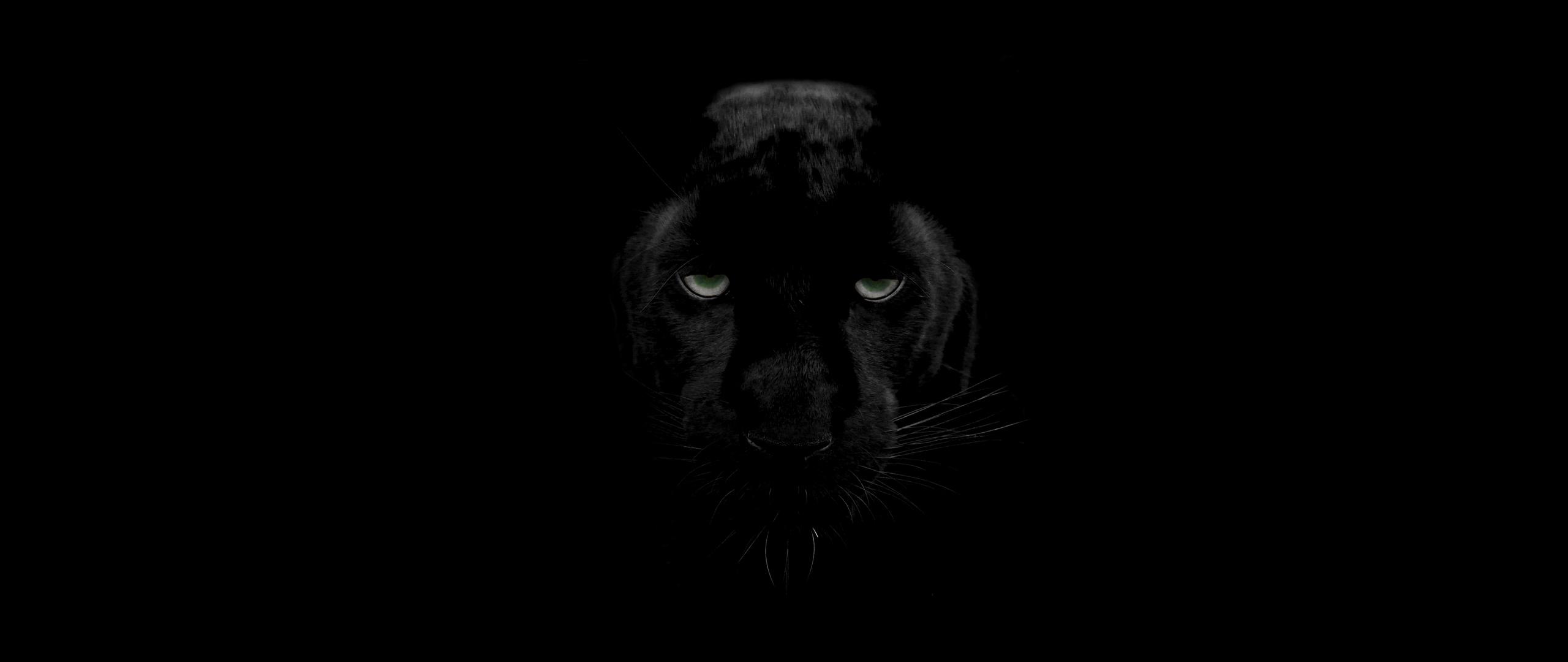 2560x1080 Wallpaper Panther, Predator, Big Cat, Wildlife, Look