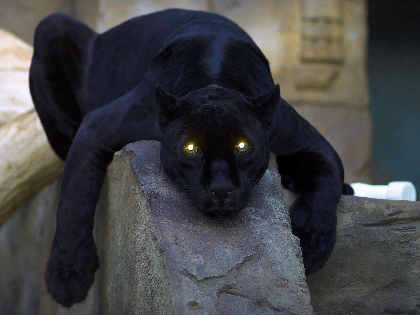 1400x1050 Download wallpaper 1400x1050 panther, dark, big cat, predator, down, paw, dangerous standard 4:3 HD background