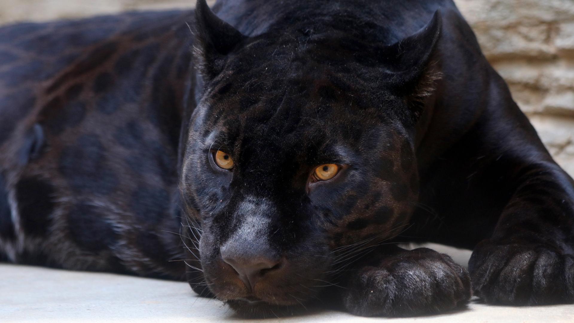 1920x1080 Download 1920x1080 wallpaper black panther, predator, relaxed, full hd, hdtv, fhd, 1080p, 1920x1080 HD image, background, 9143