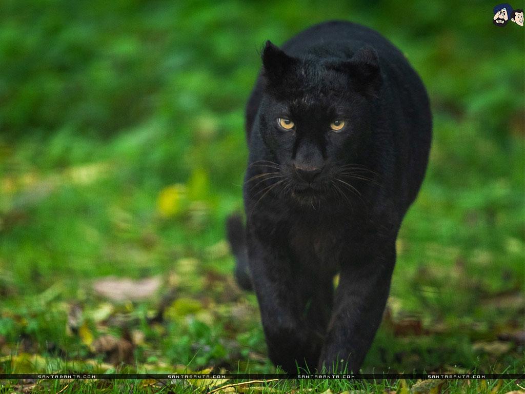 black-panther-cat-wallpapers-top-free-black-panther-cat-backgrounds