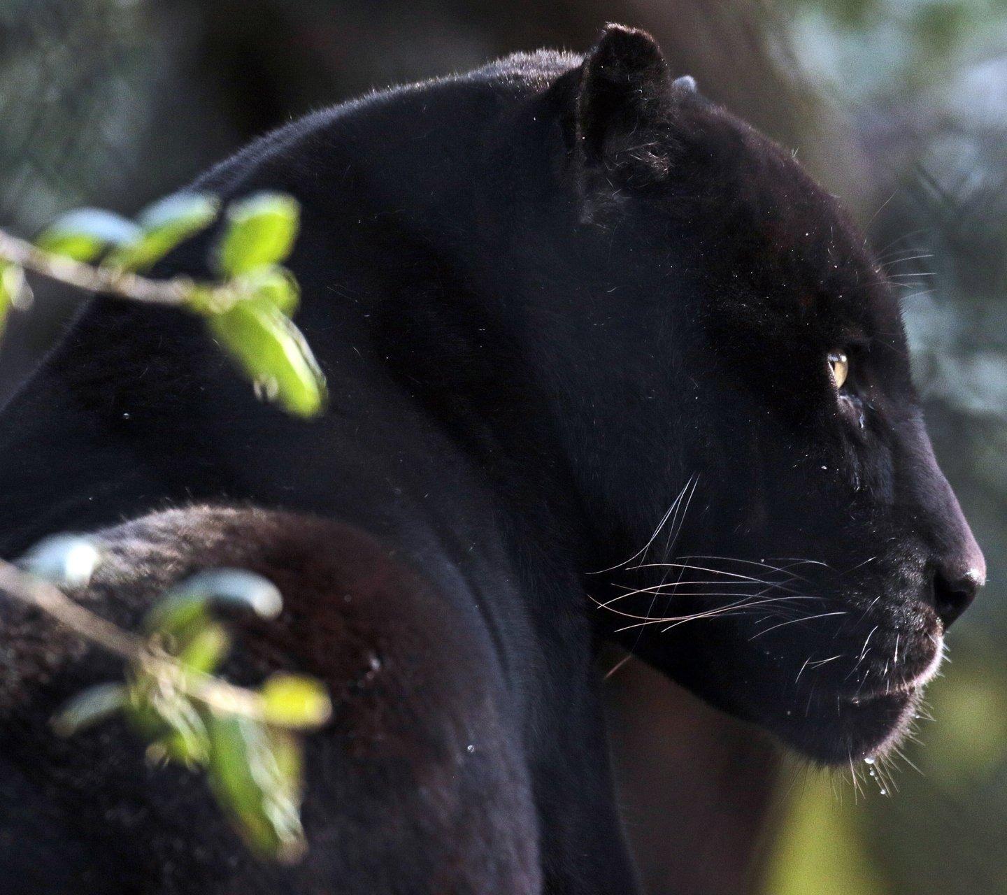 1440x1280 Animal Black Panther (1440x1280) Wallpaper
