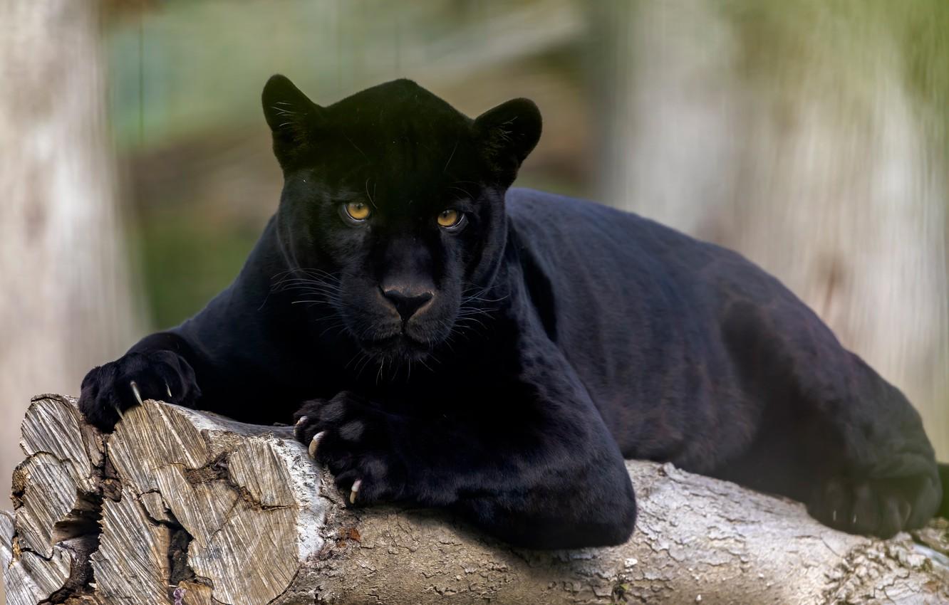 1332x850 panther wallpaper, mammal, vertebrate, terrestrial animal, felidae, jaguar, big cats, wildlife, carnivore, puma, whiskers