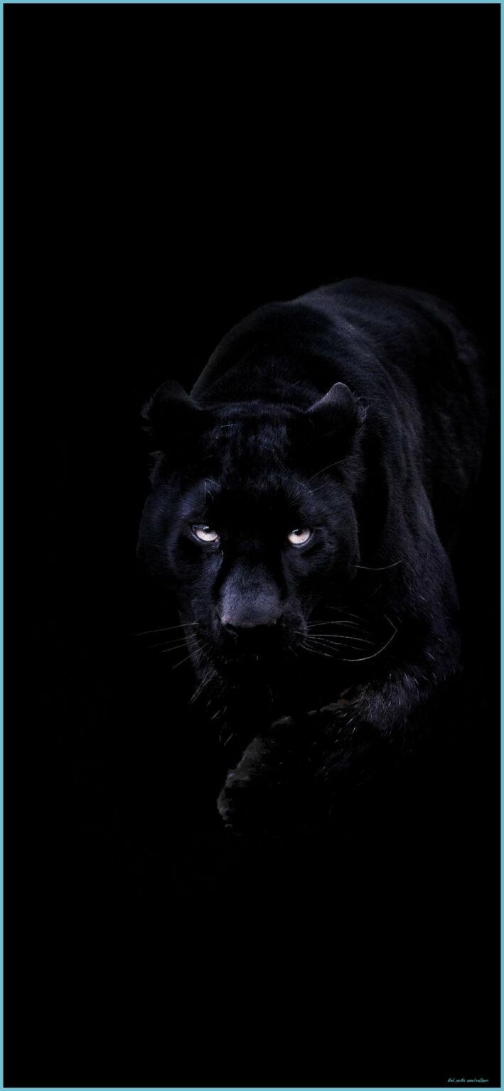 Cool Black Panther Animal Wallpapers - Top Free Cool Black Panther Animal  Backgrounds - WallpaperAccess