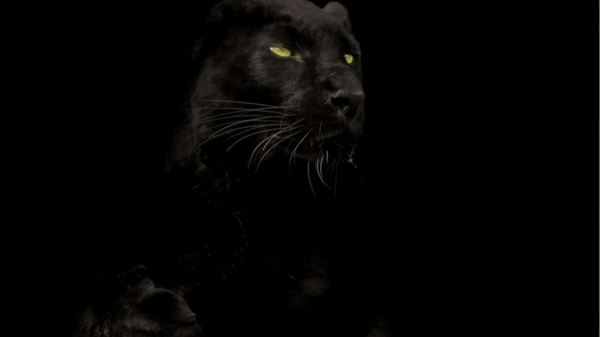 1920x1080 Black Panther Animal Wallpaper 1920X1080