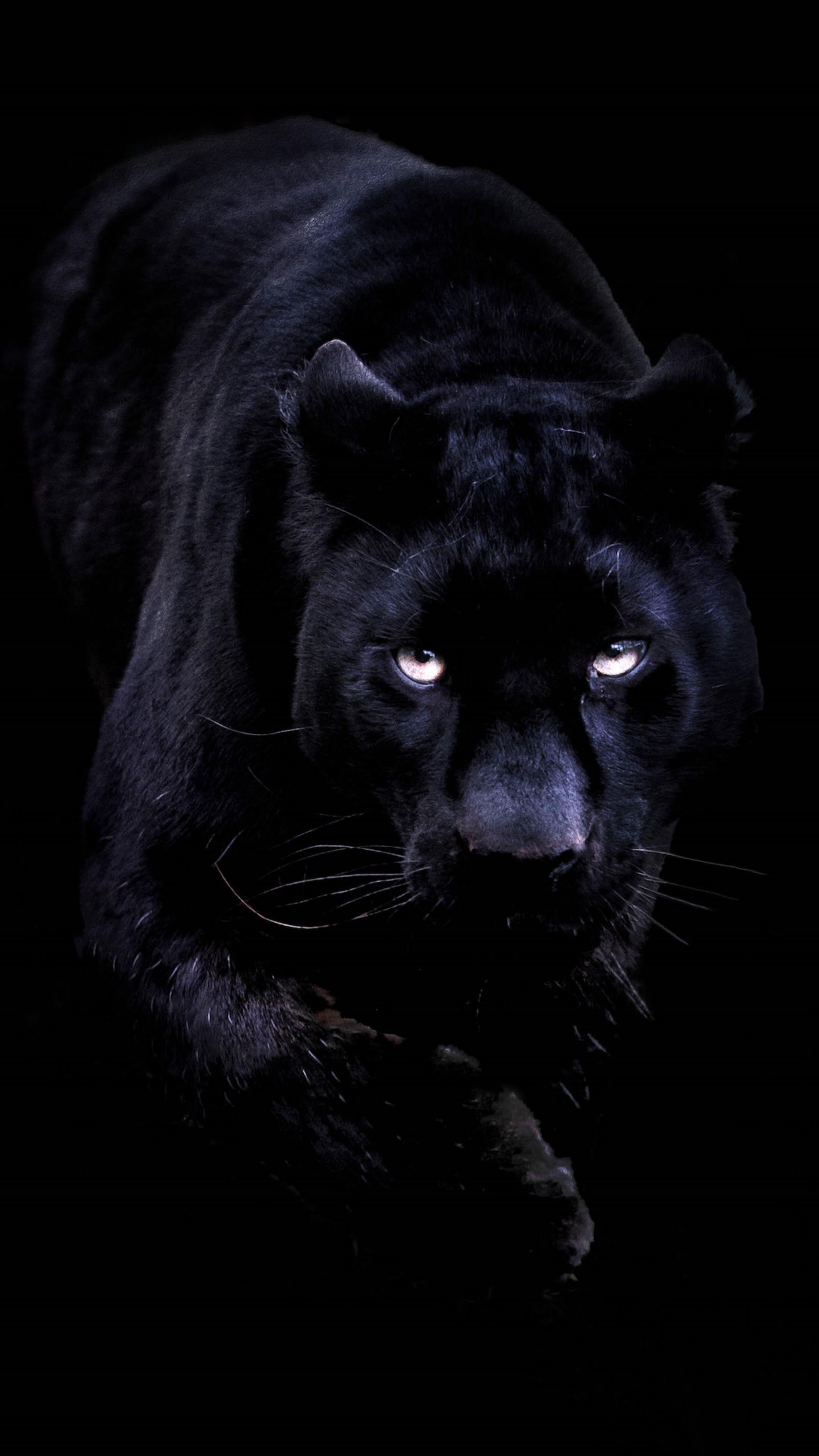 2160x3840 Animal Black Panther Wallpaper 4k