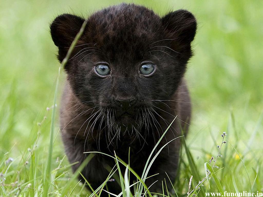 1024x768 Free download Panther Wallpaper Download Black Panthers HD Wallpaper [1024x768] for your Desktop, Mobile & Tablet. Explore Black Panther Wallpaper. Black Jaguar Wallpaper, Panther Wallpaper, Black Leopard Wallpaper