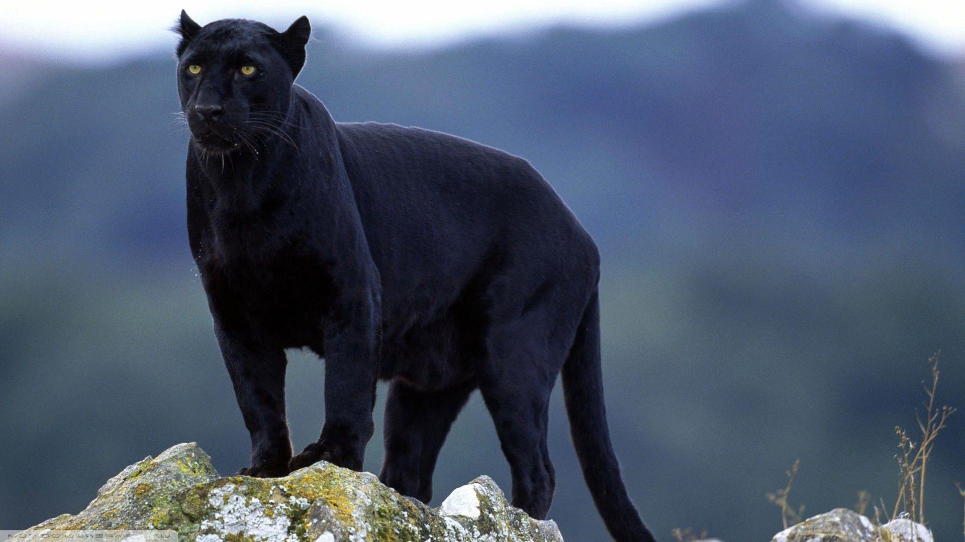 1920x1080 Black Panther Big Cat Wallpaper