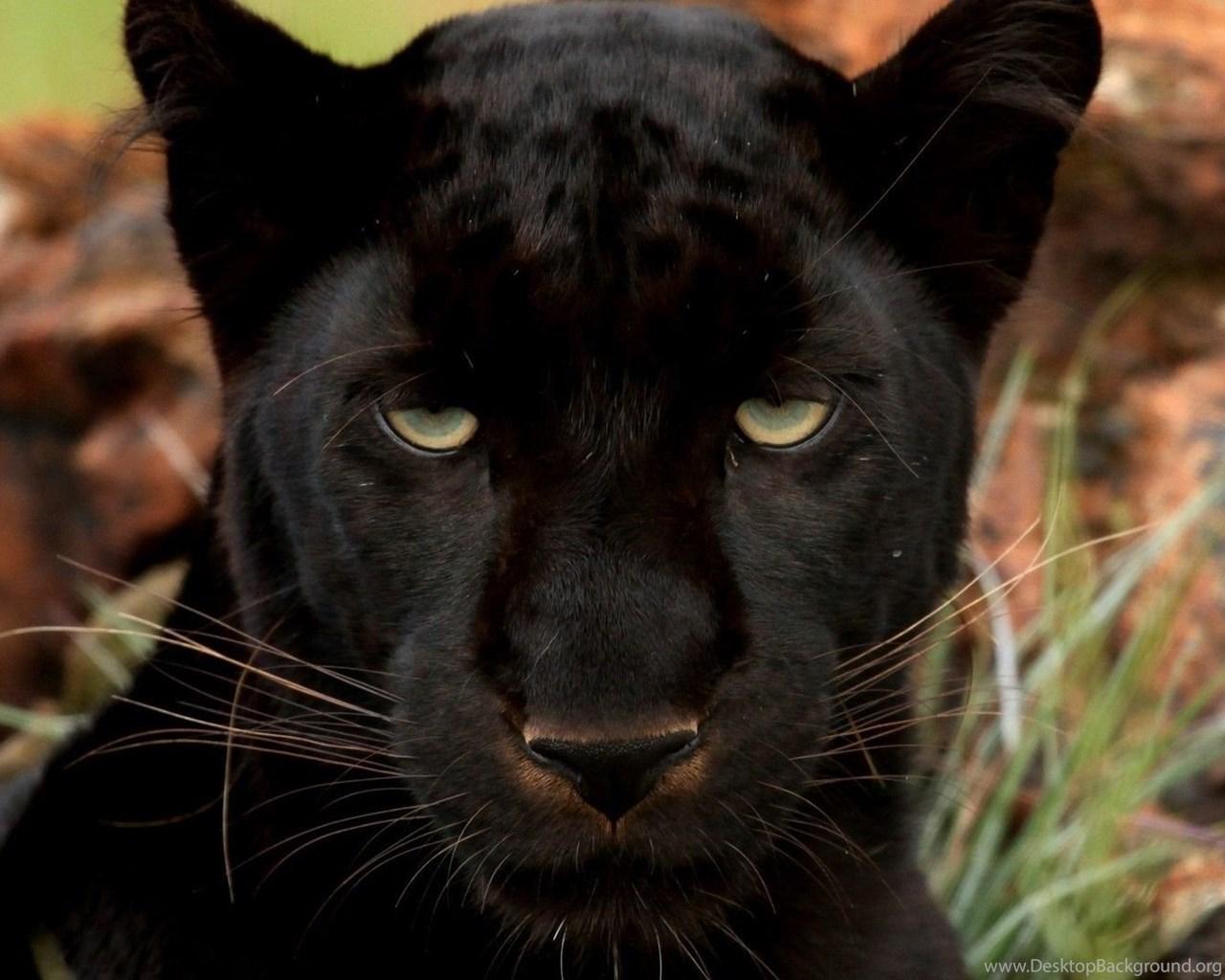 1280x1024 Black Panther Wallpaper Animal Wallpaper Desktop Background