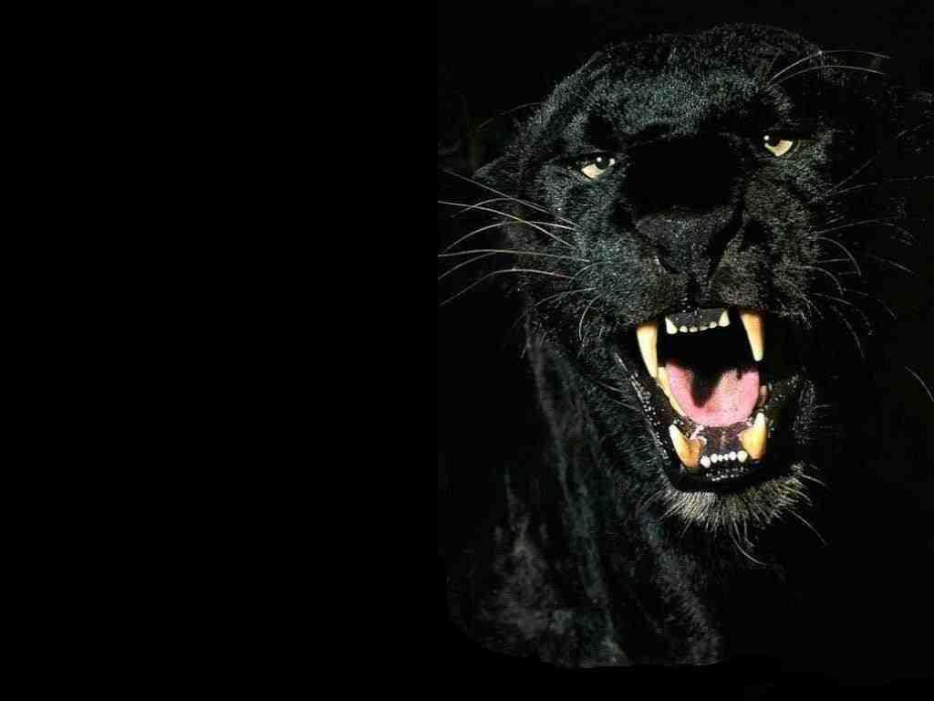 1024x768 Free download cats black panthers black panther animal photo picture animals [1024x768] for your Desktop, Mobile & Tablet. Explore Black Panther Wallpaper Desktop. Black Jaguar Wallpaper, Black Leopard Wallpaper