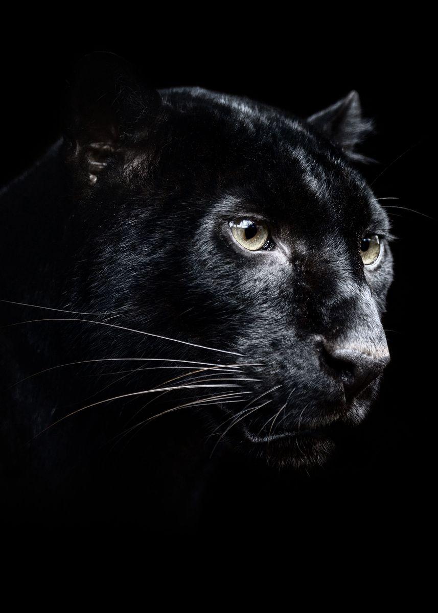 Cool Black Panther Animal Wallpapers - Top Free Cool Black Panther ...