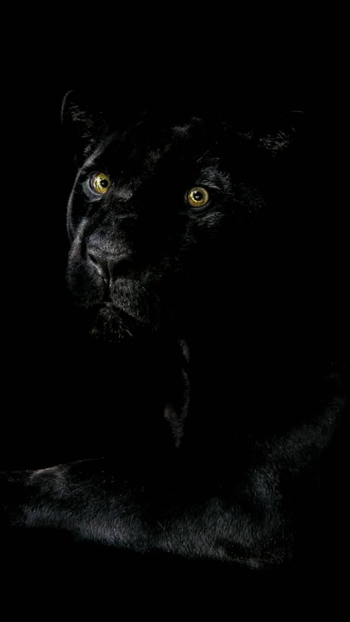 720x1280 Download Black Panther Wallpaper HD