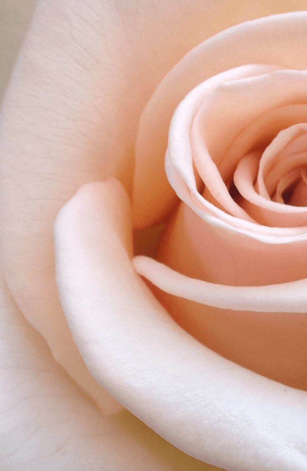 1000x1534 Rose Gold Wallpaper: Free HD Download [HQ]
