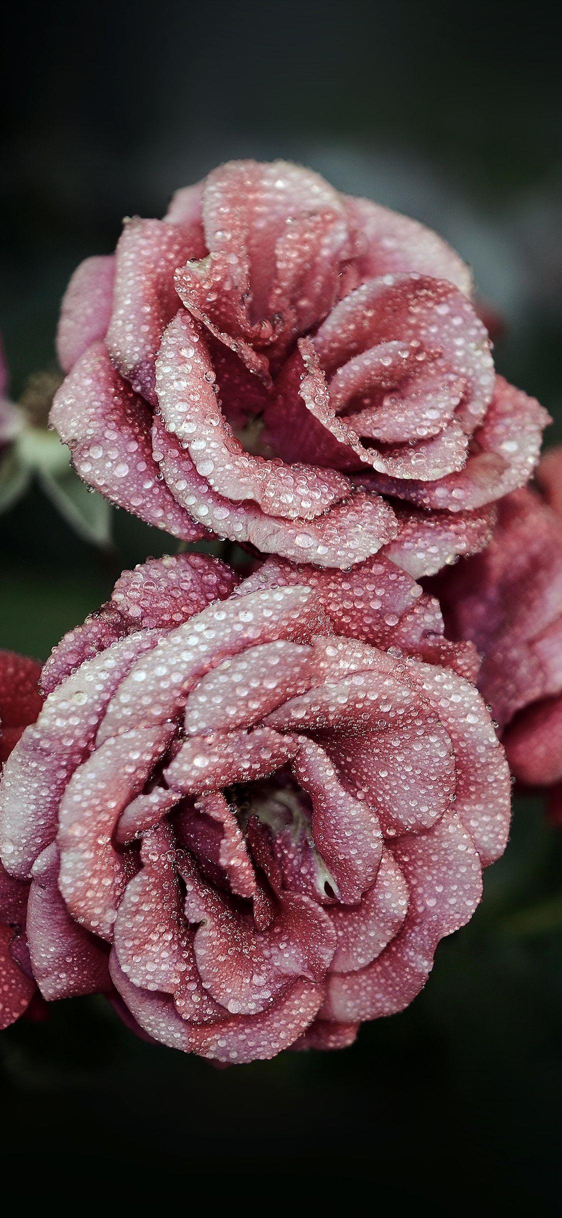 1125x2436 Pink Rose iPhone Wallpaper
