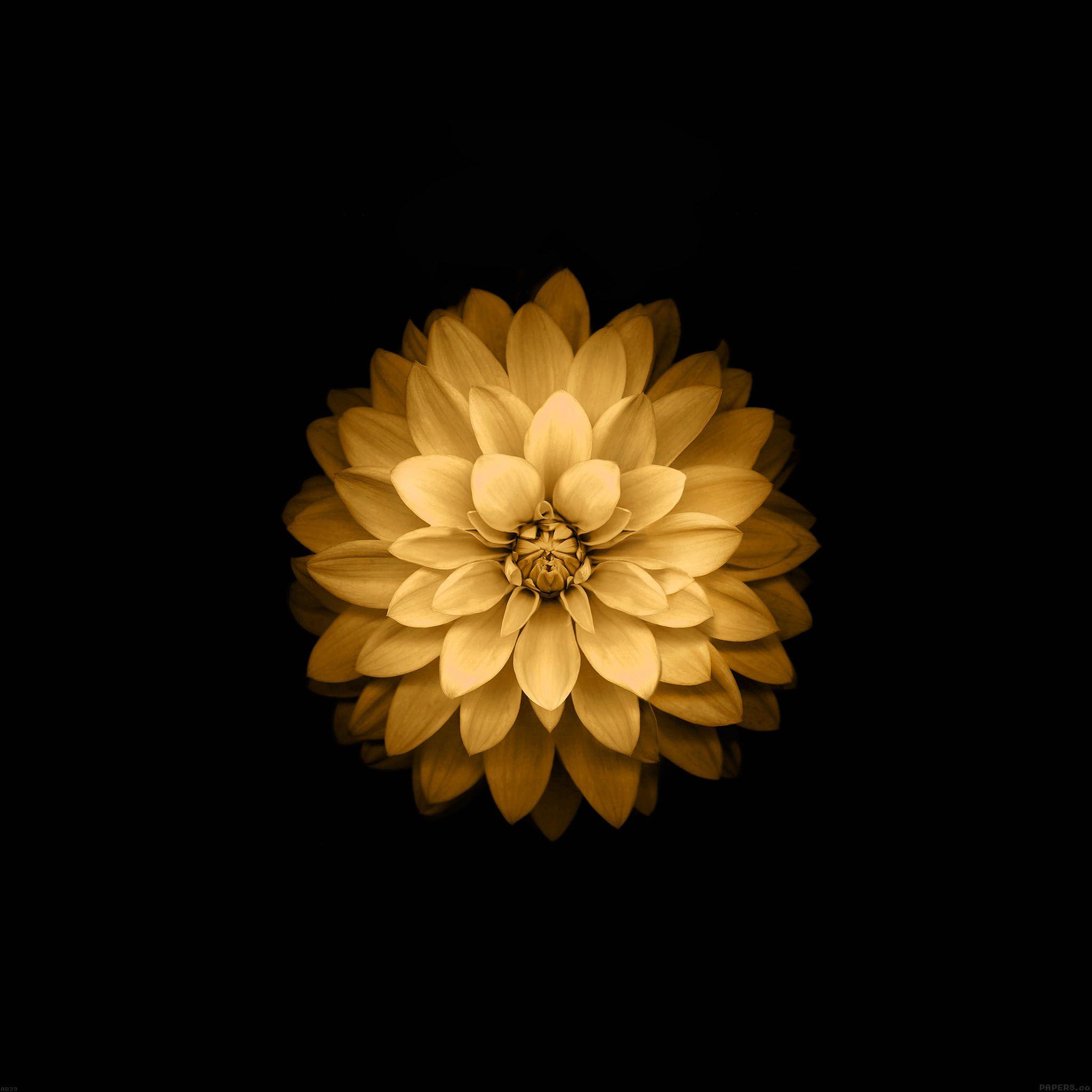 2048x2048 Gold Flower Background HD