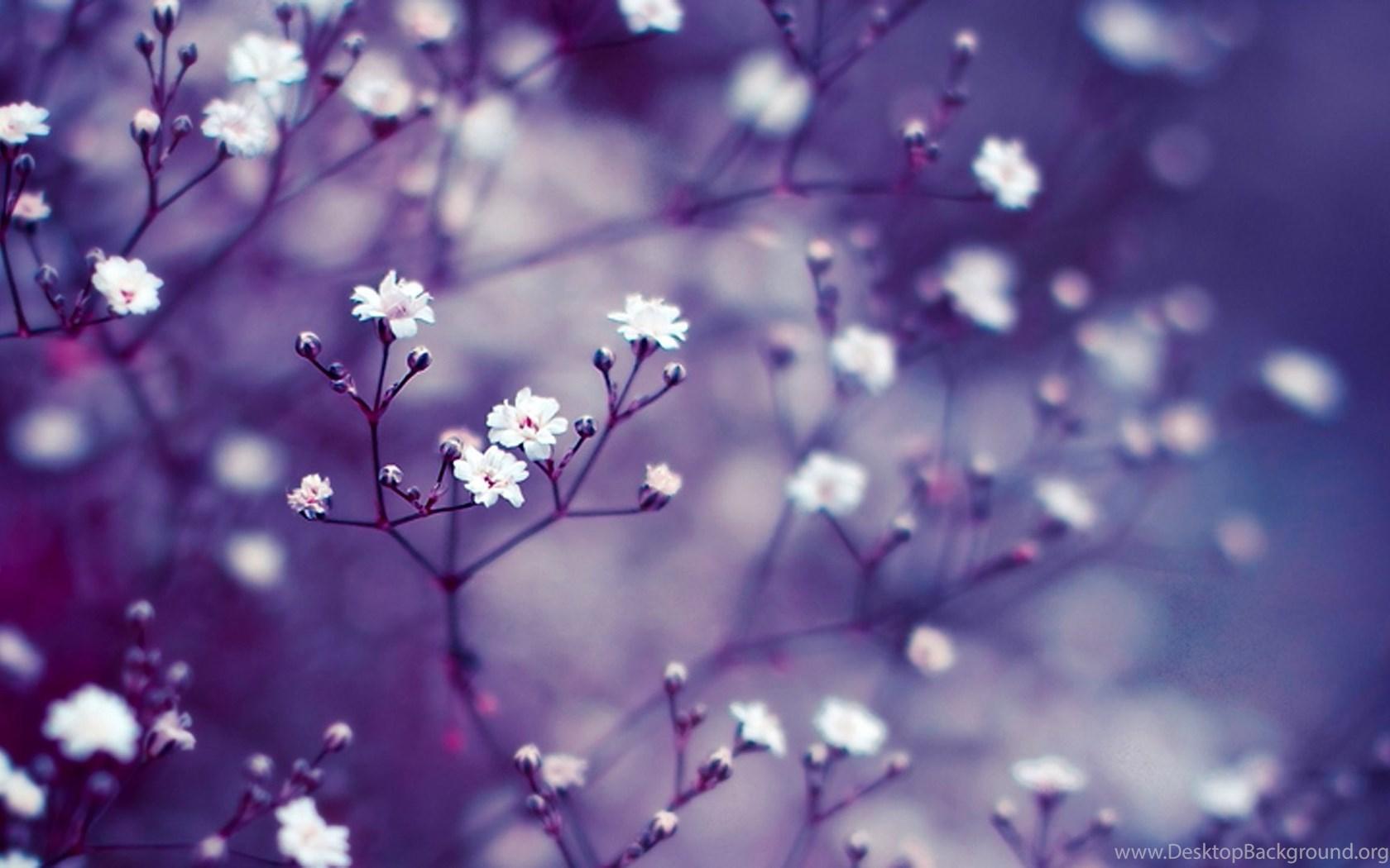 1680x1050 White Purple Flower Wallpaper Desktop Background