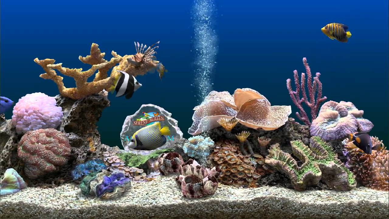 1280x720 Marine Aquarium 3 screensaver Awesome beauty and visuals