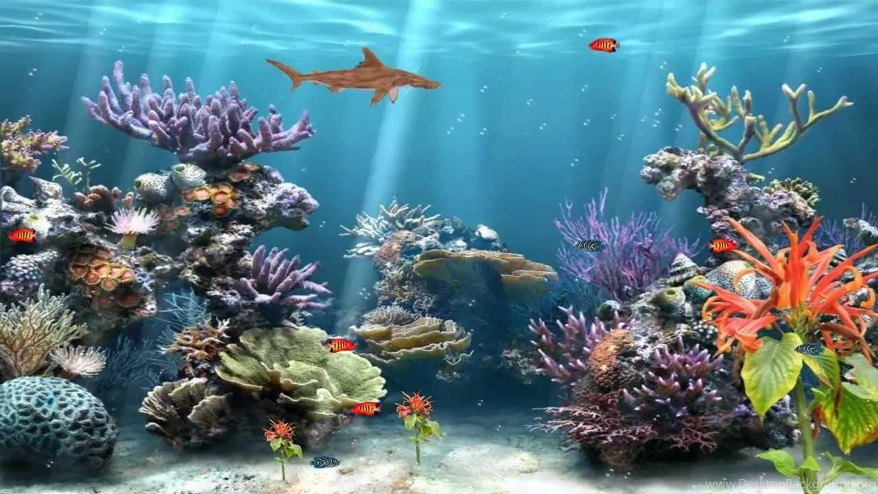 1280x720 Coral Reef Aquarium Animated Wallpaper. Desktop Background