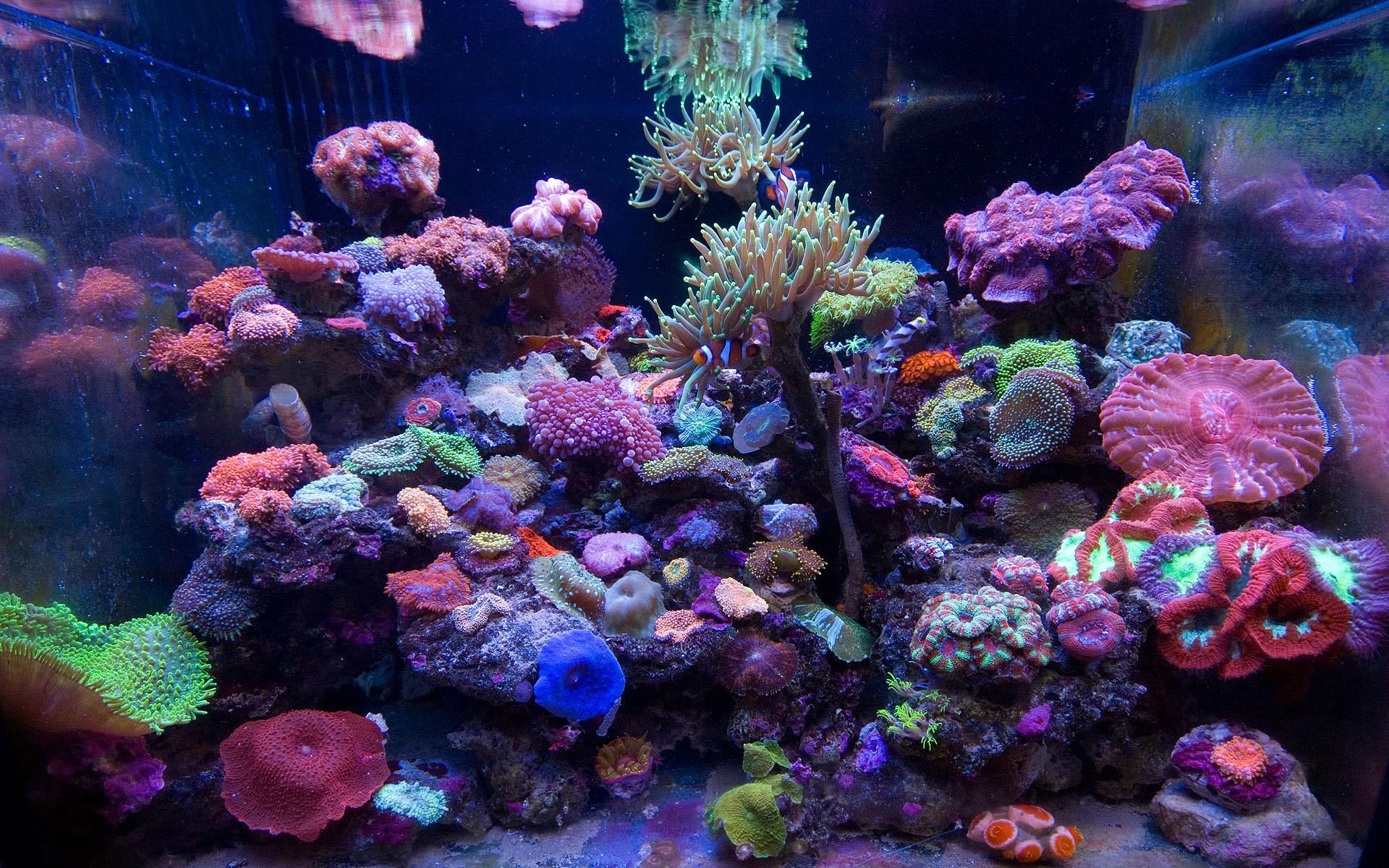 Saltwater Aquarium Wallpapers - Top Free Saltwater Aquarium Backgrounds